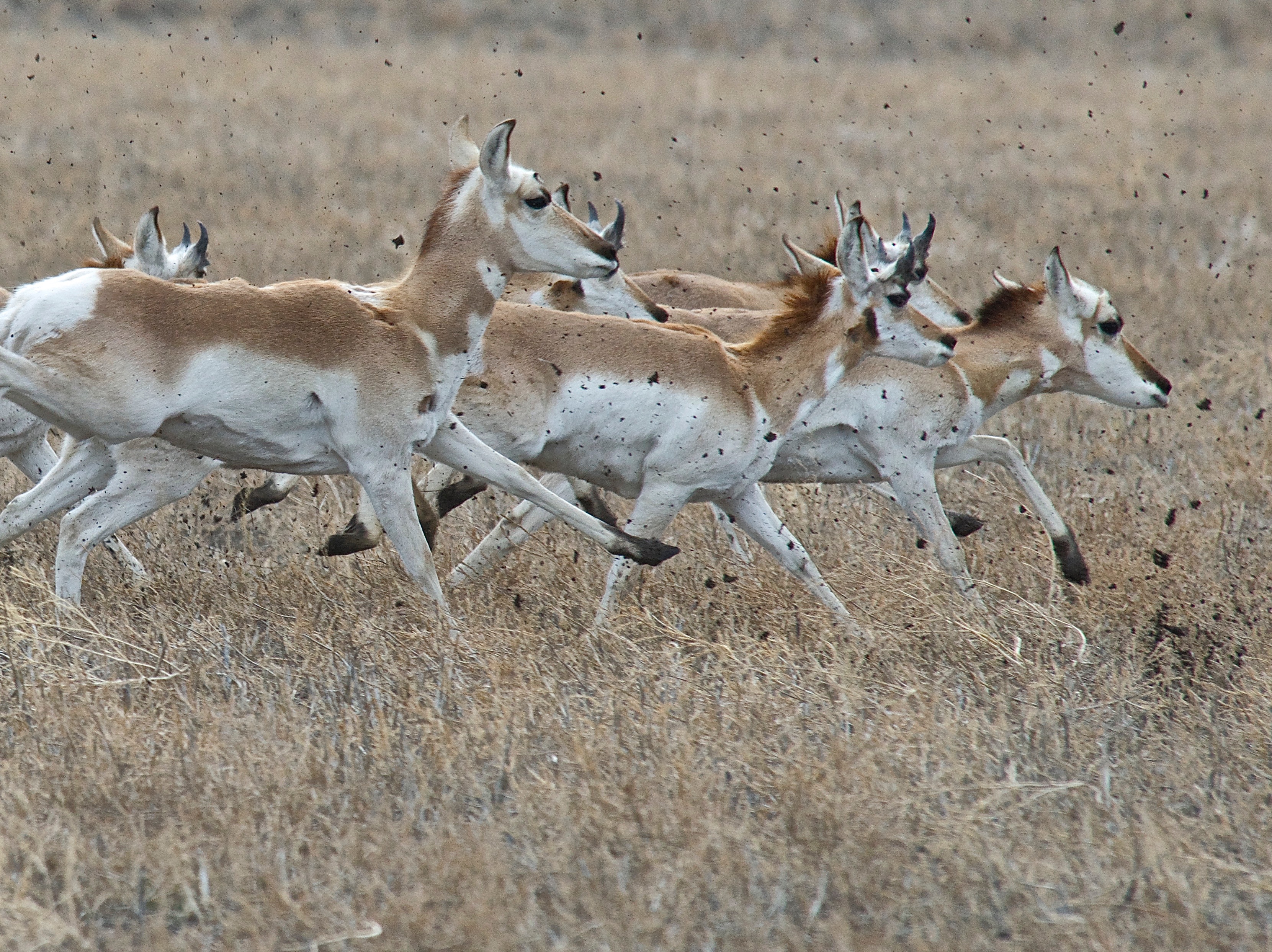 Pronghorns