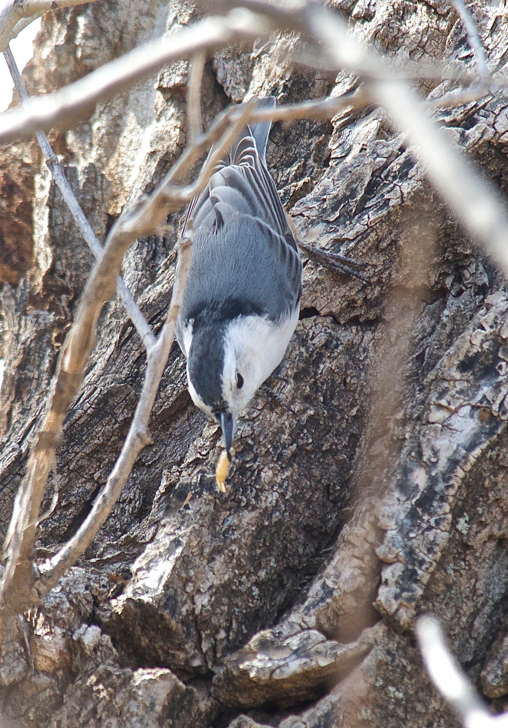 White-Breasted Nuthatch