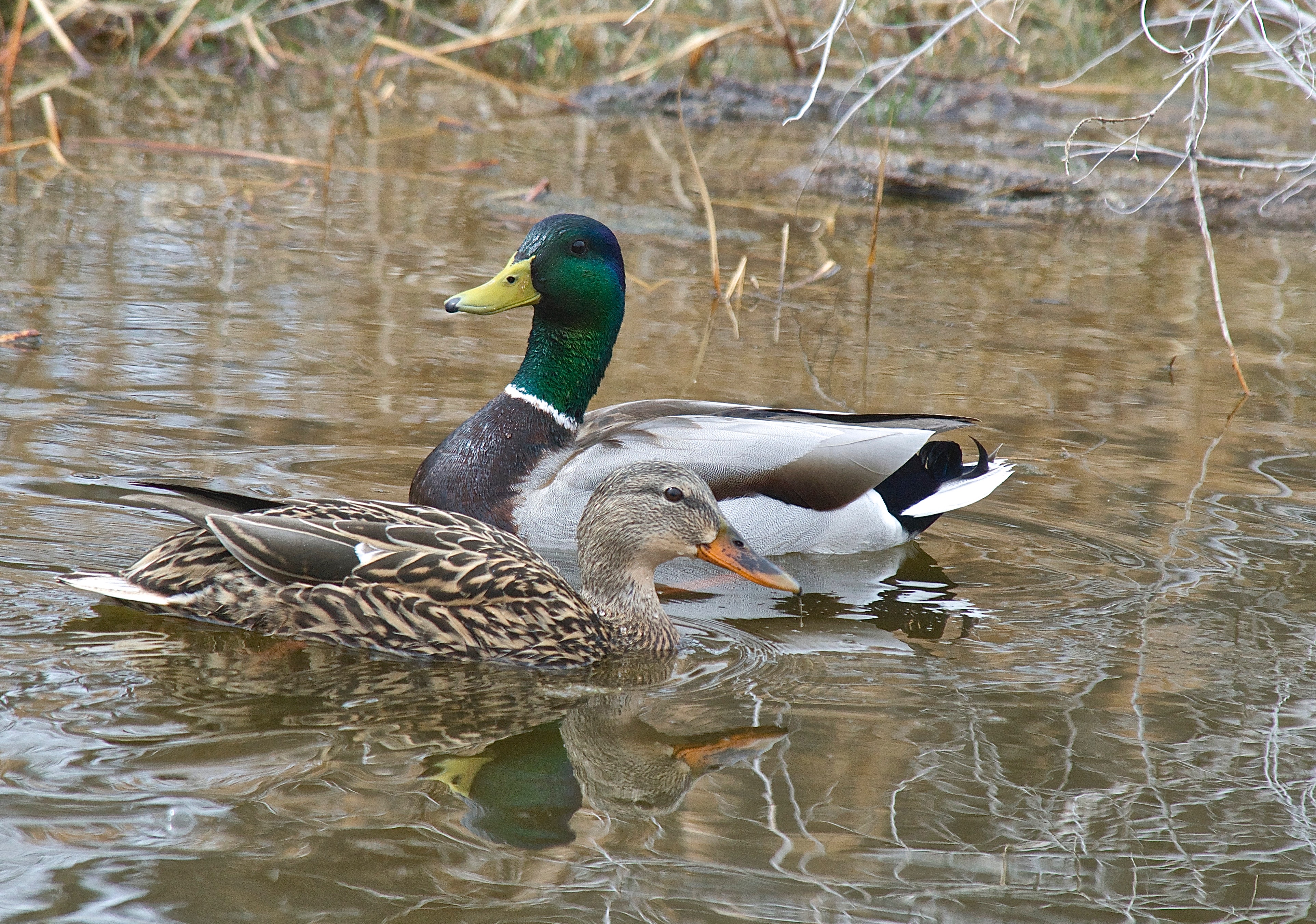 Mallards