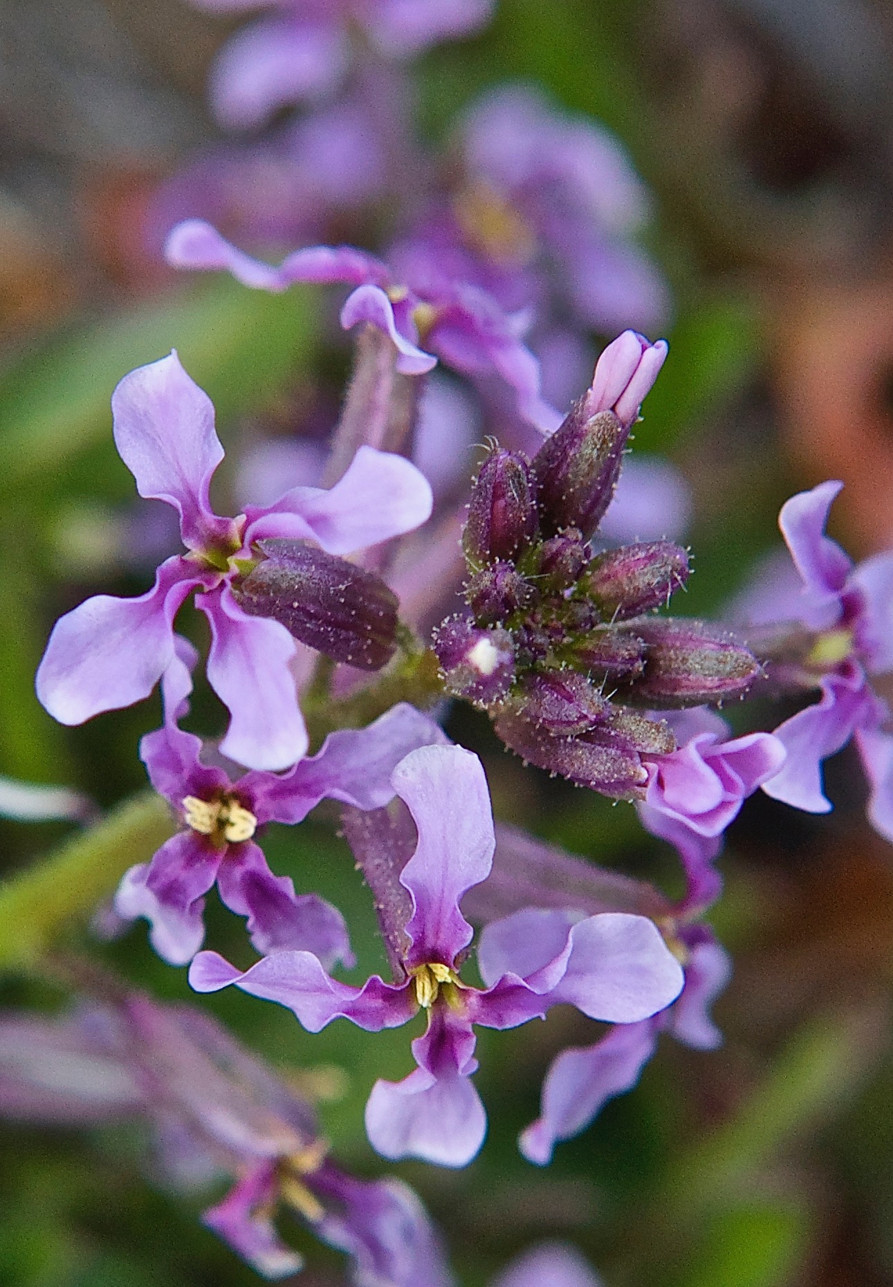 Blue Mustard  (Chorispora tenella)