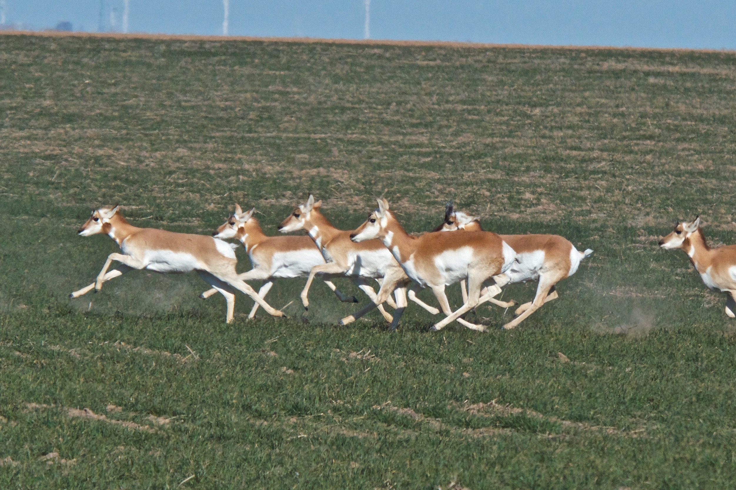 Pronghorns