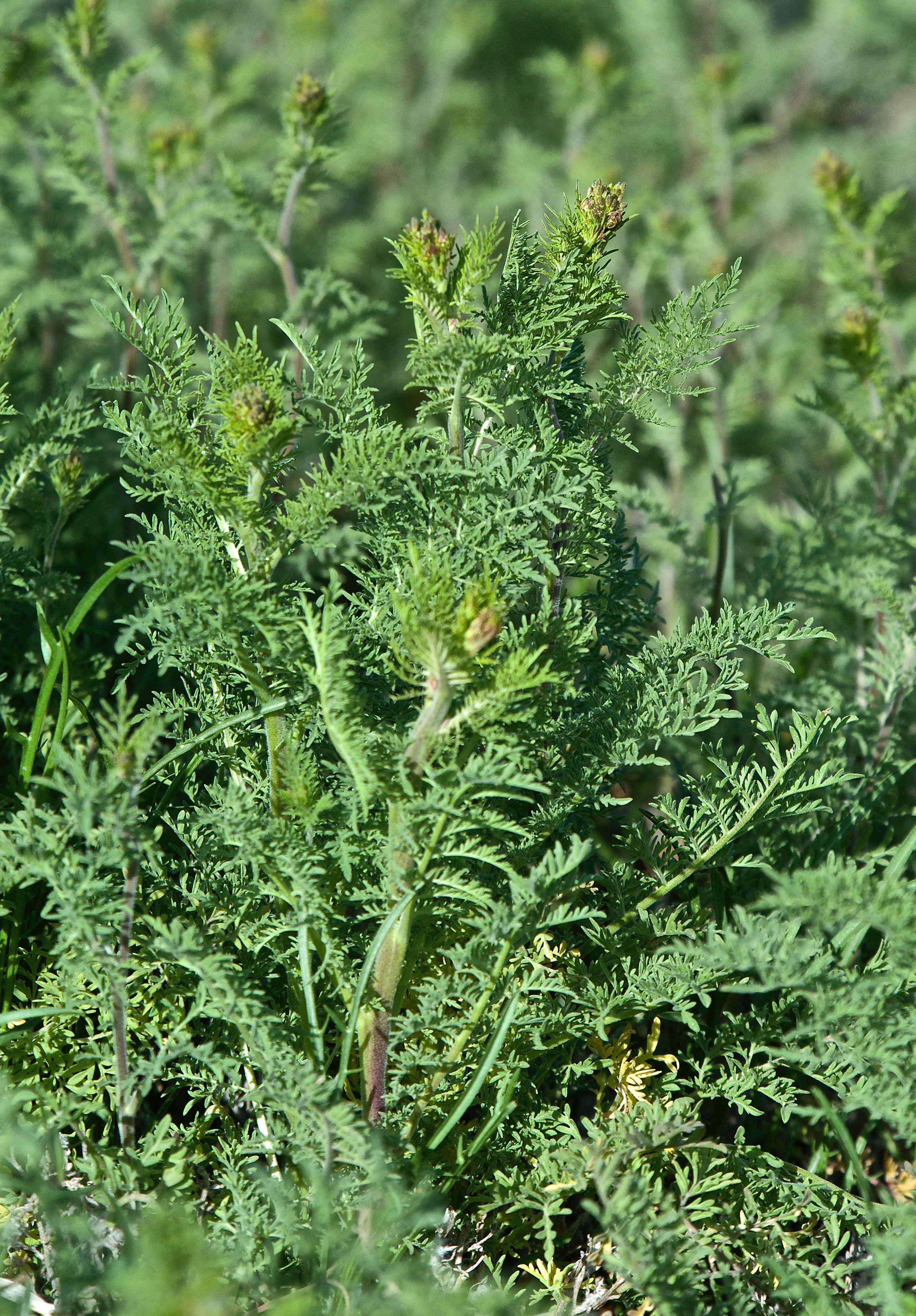 Flixweed (Descuraninia sephia Brassicaceae)