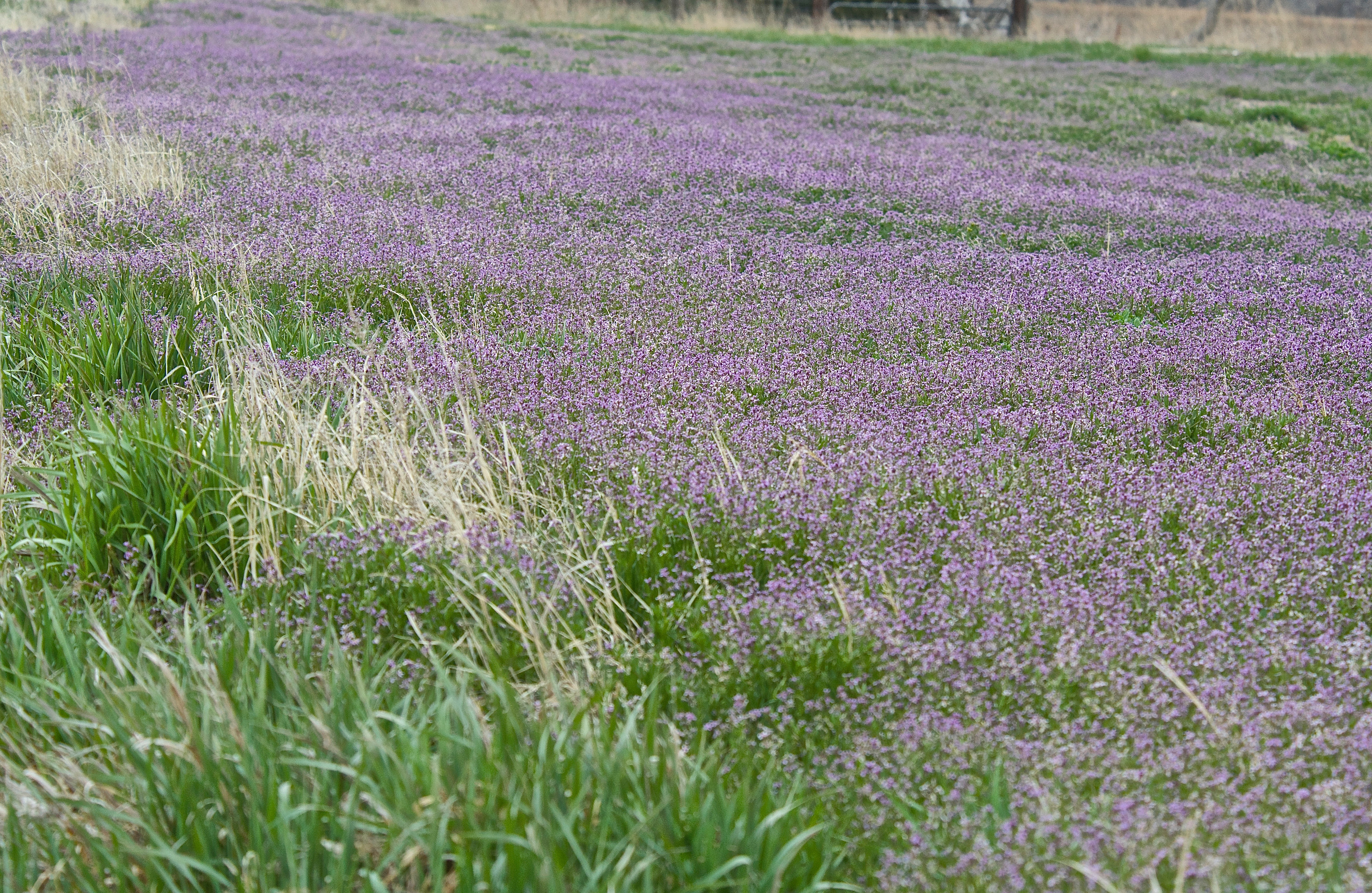 Blue Mustard as Usually Seen