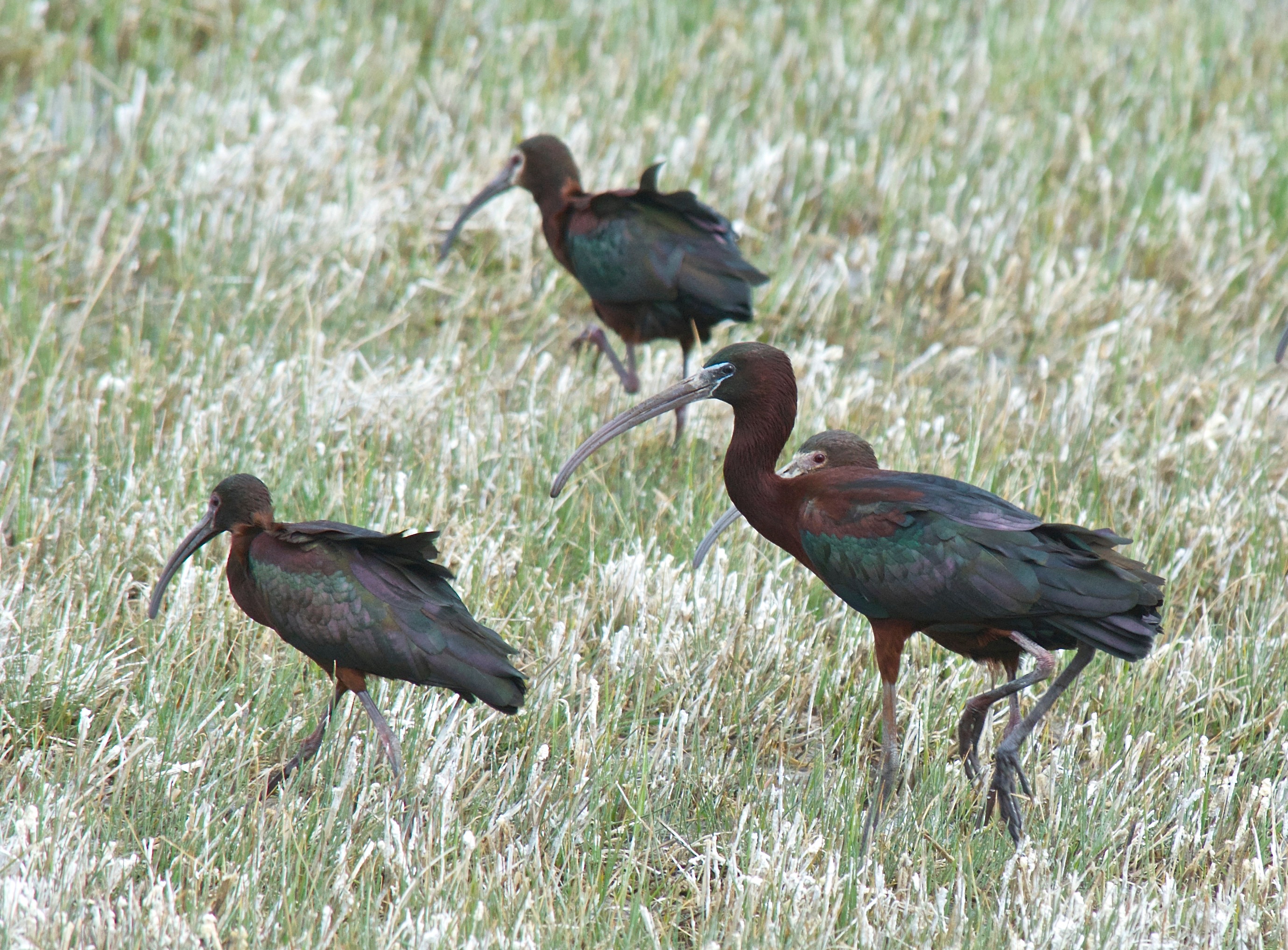 White-Faced Ibis