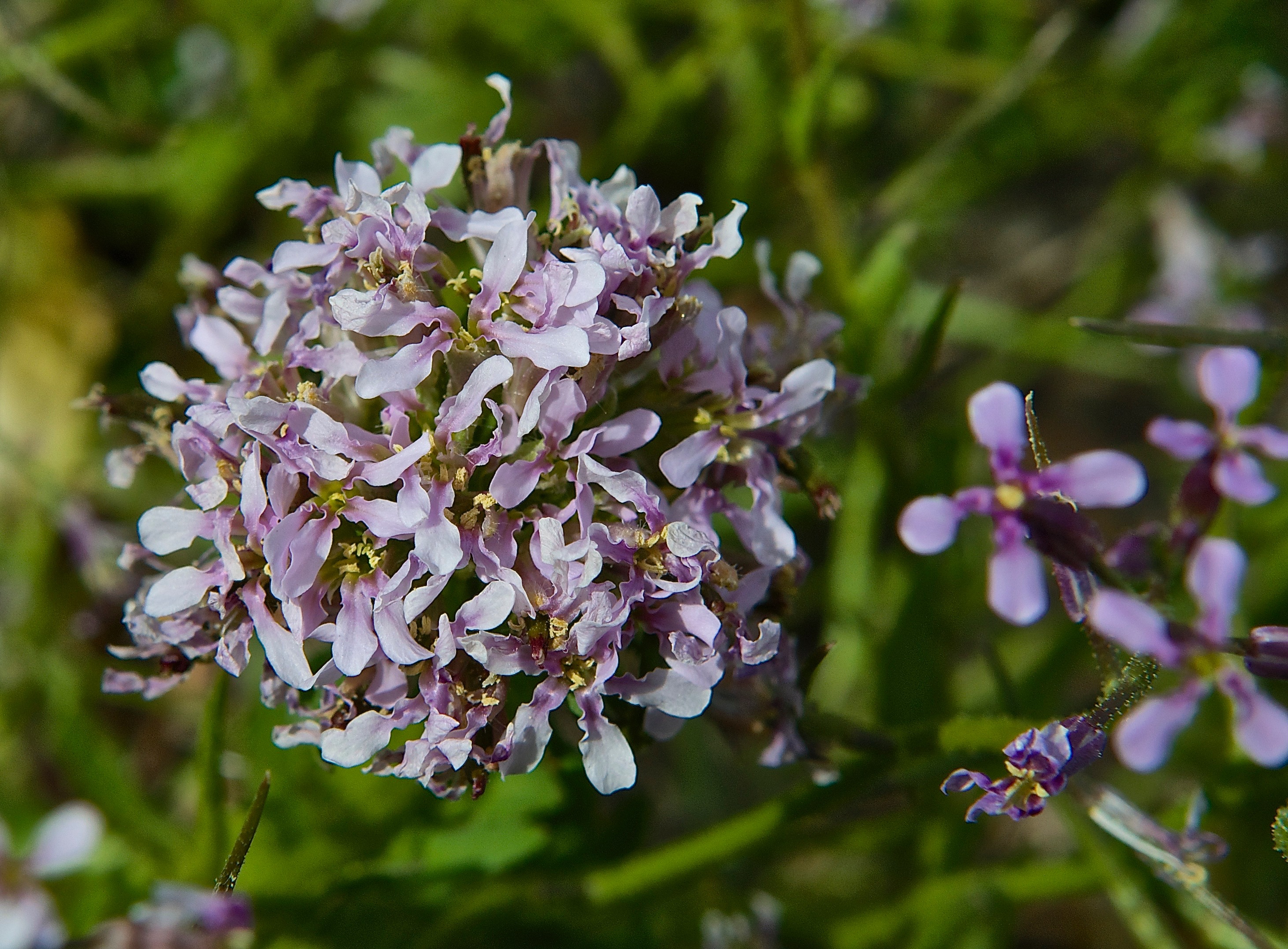 Blue Mustard (Chorispora tenella) Bouquet