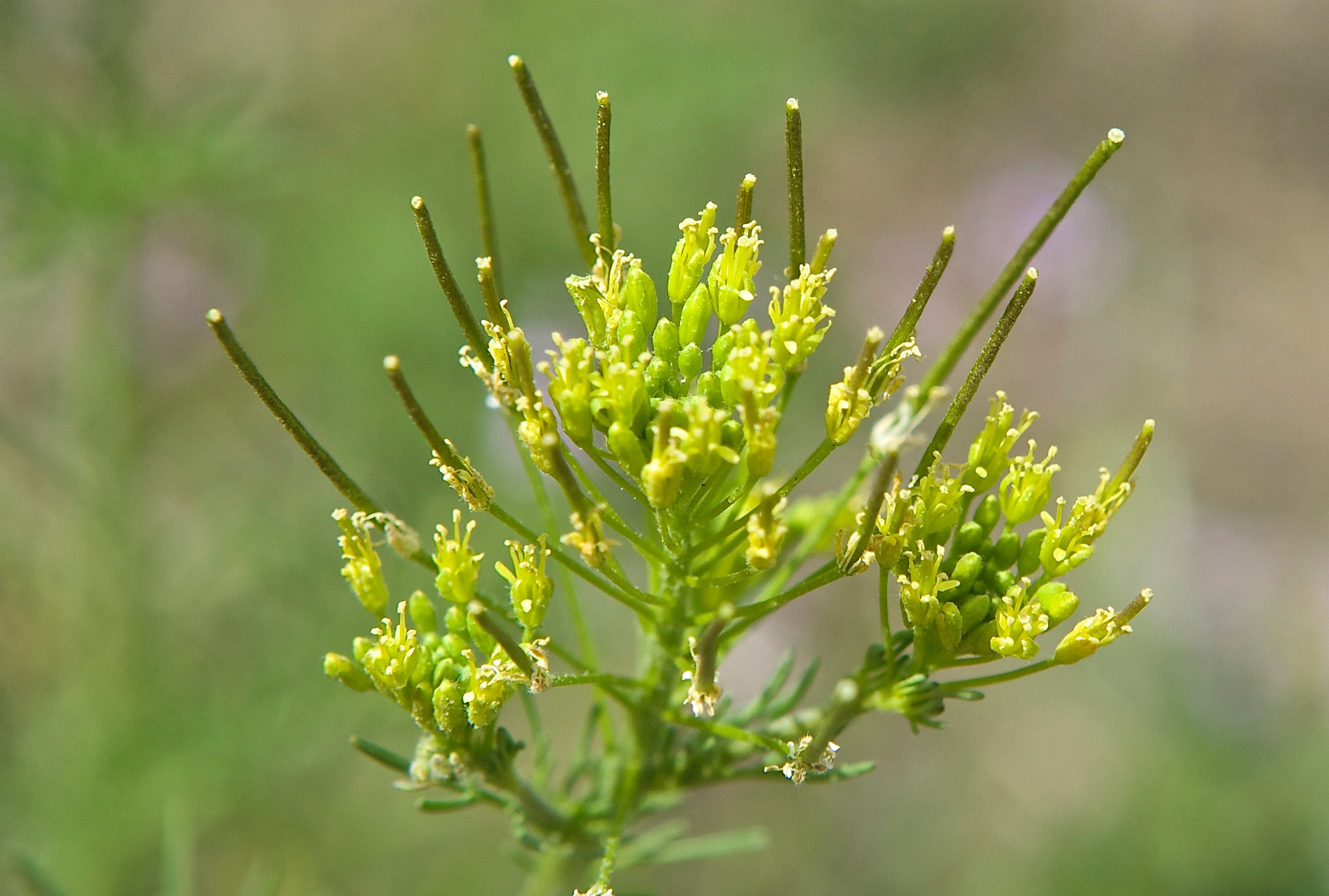 Flixweed (Descuraninia sephia Brassicaceae)