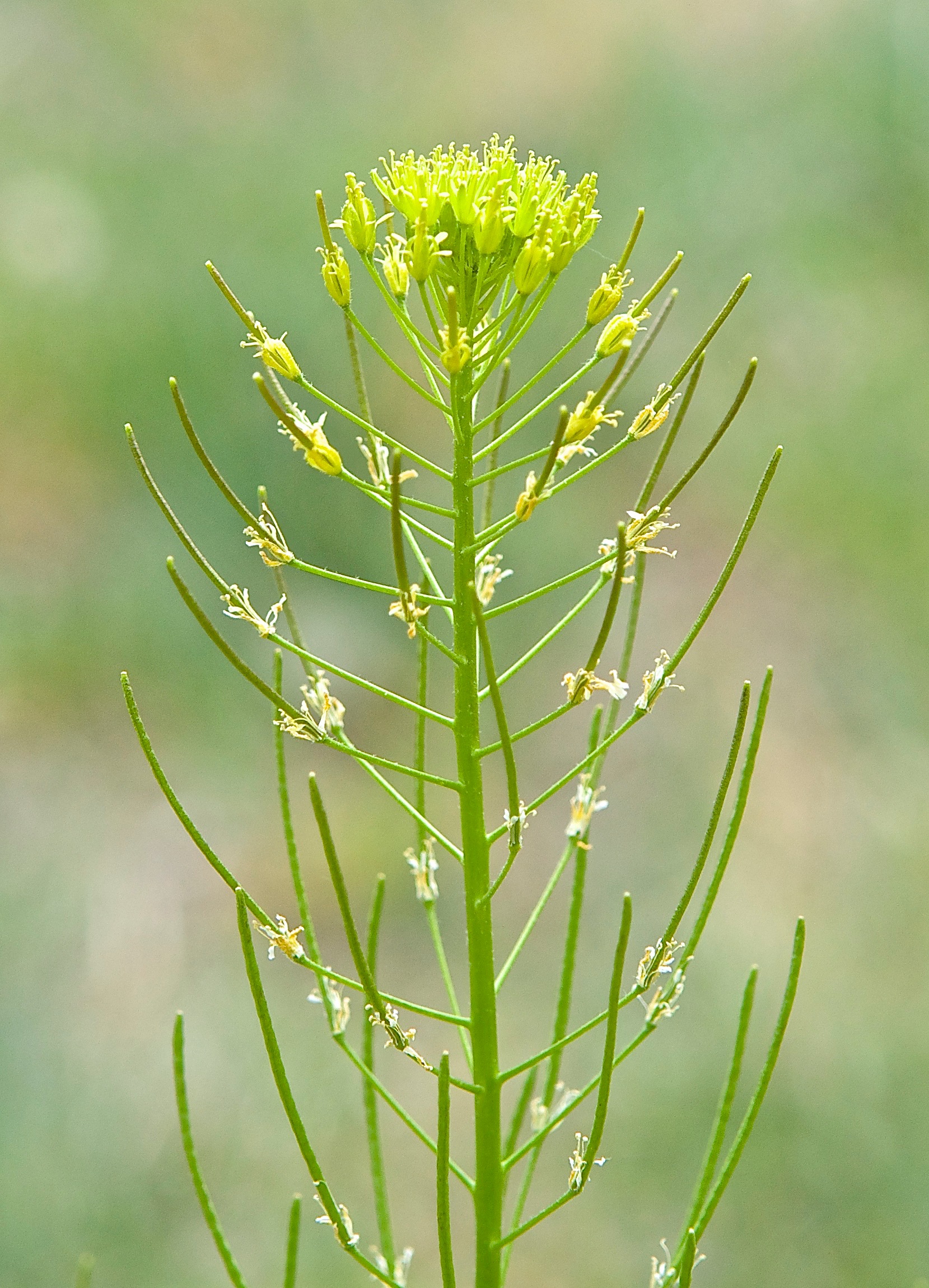 Flixweed (Descuraninia sephia Brassicaceae)