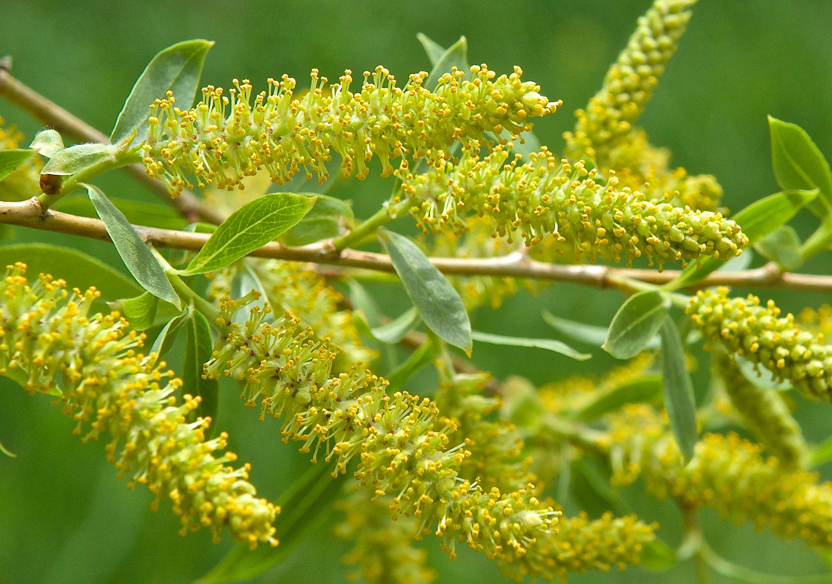 Peachleaf Willow Catkins