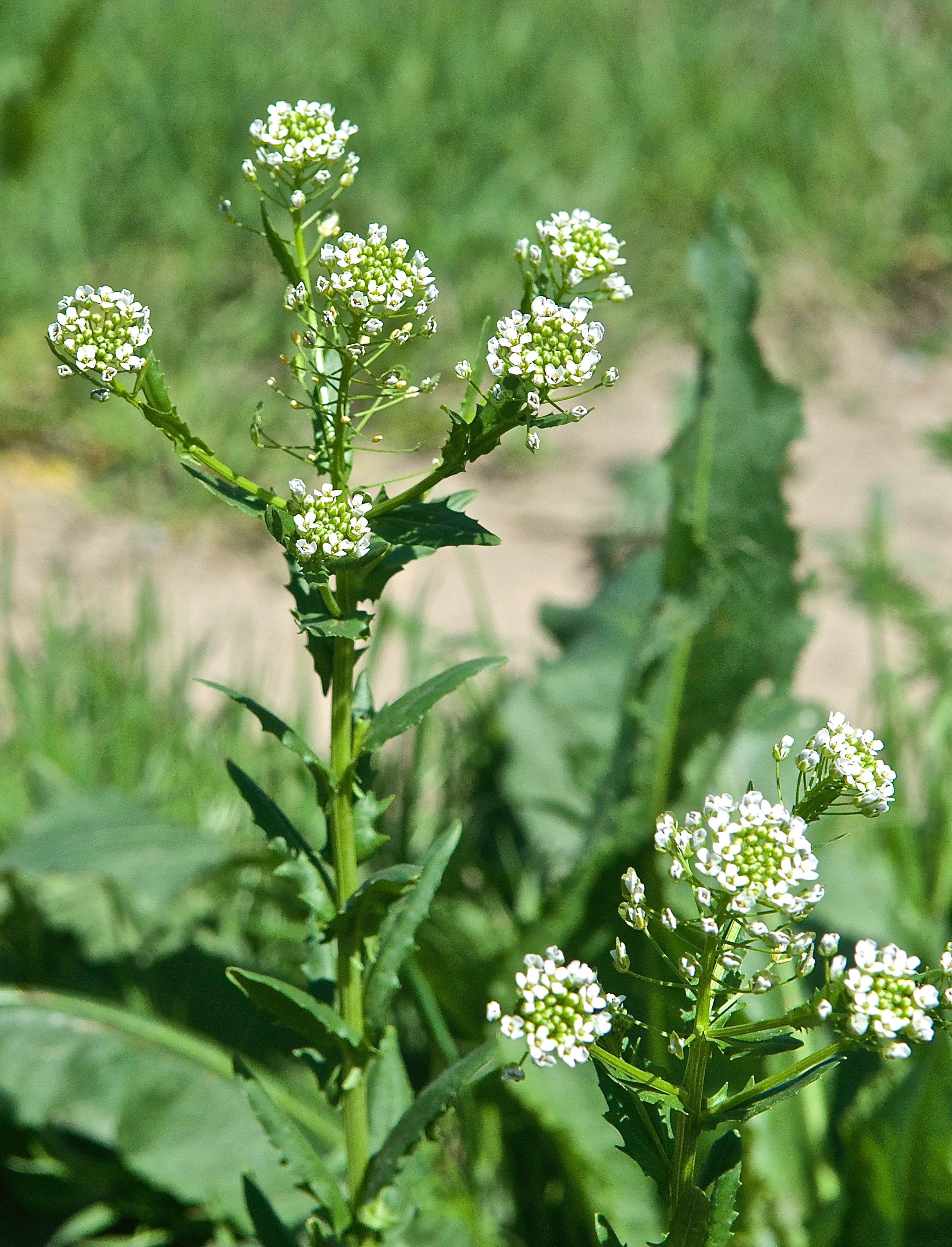 Field Pennycress (Thlaspi arvense L. Brassicaceae)