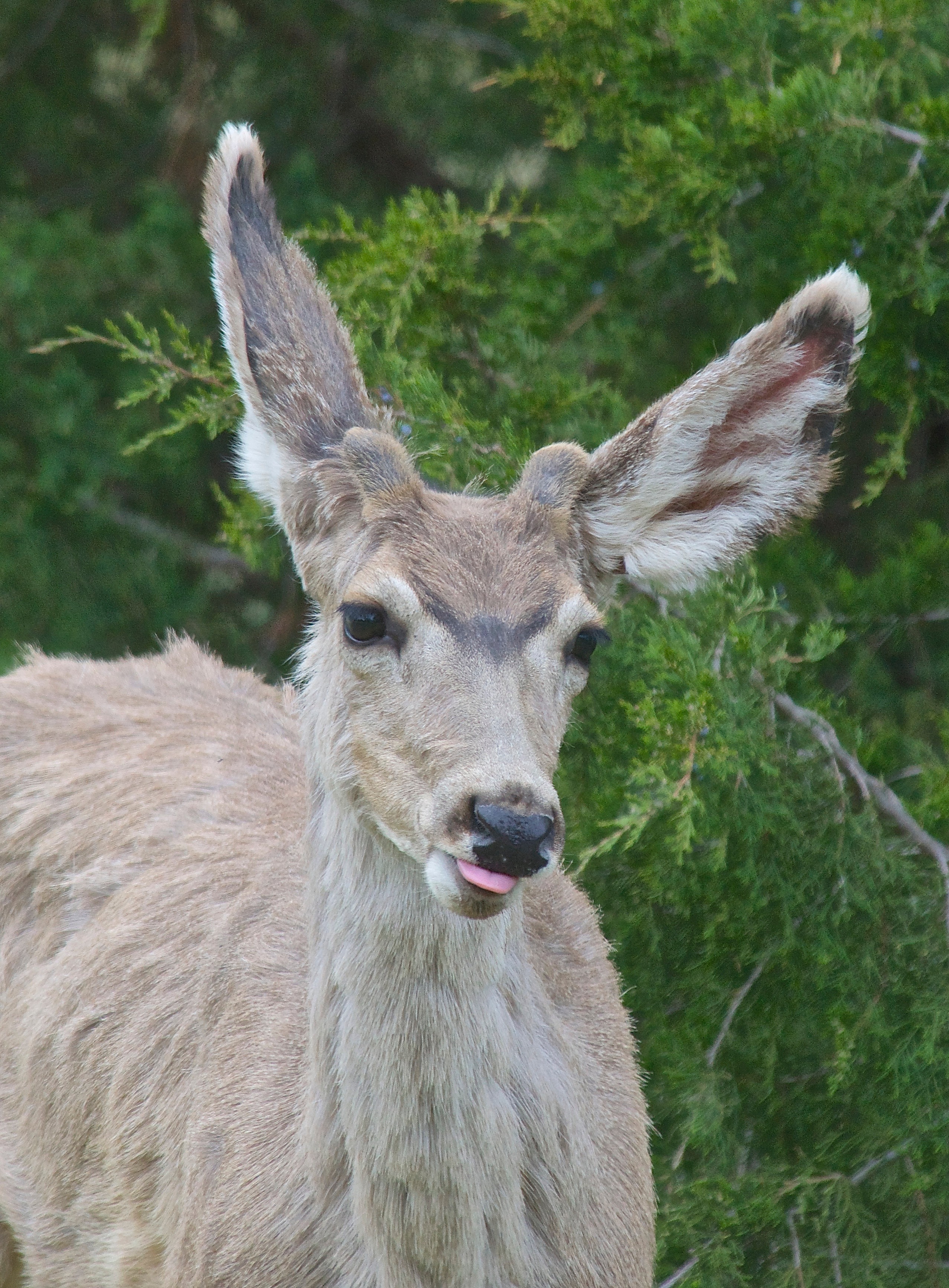 Mule Deer Buck (in Ugly Changeover Coat)