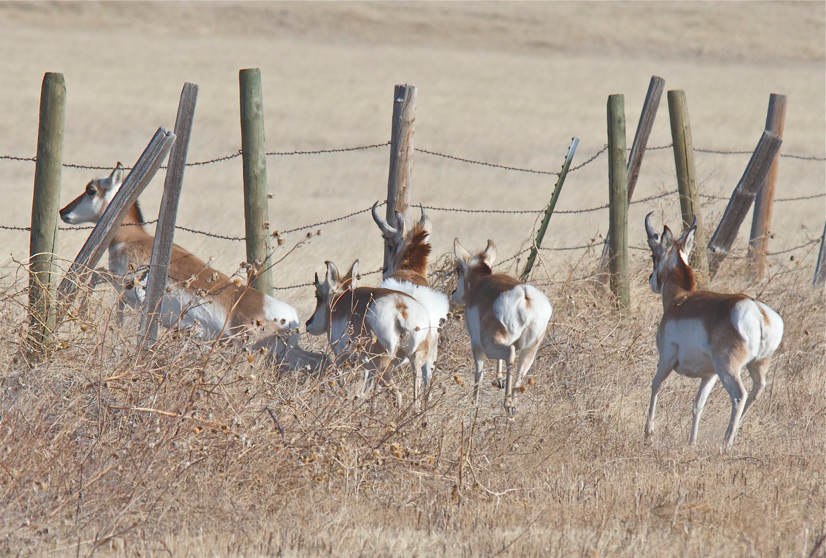 Pronghorns