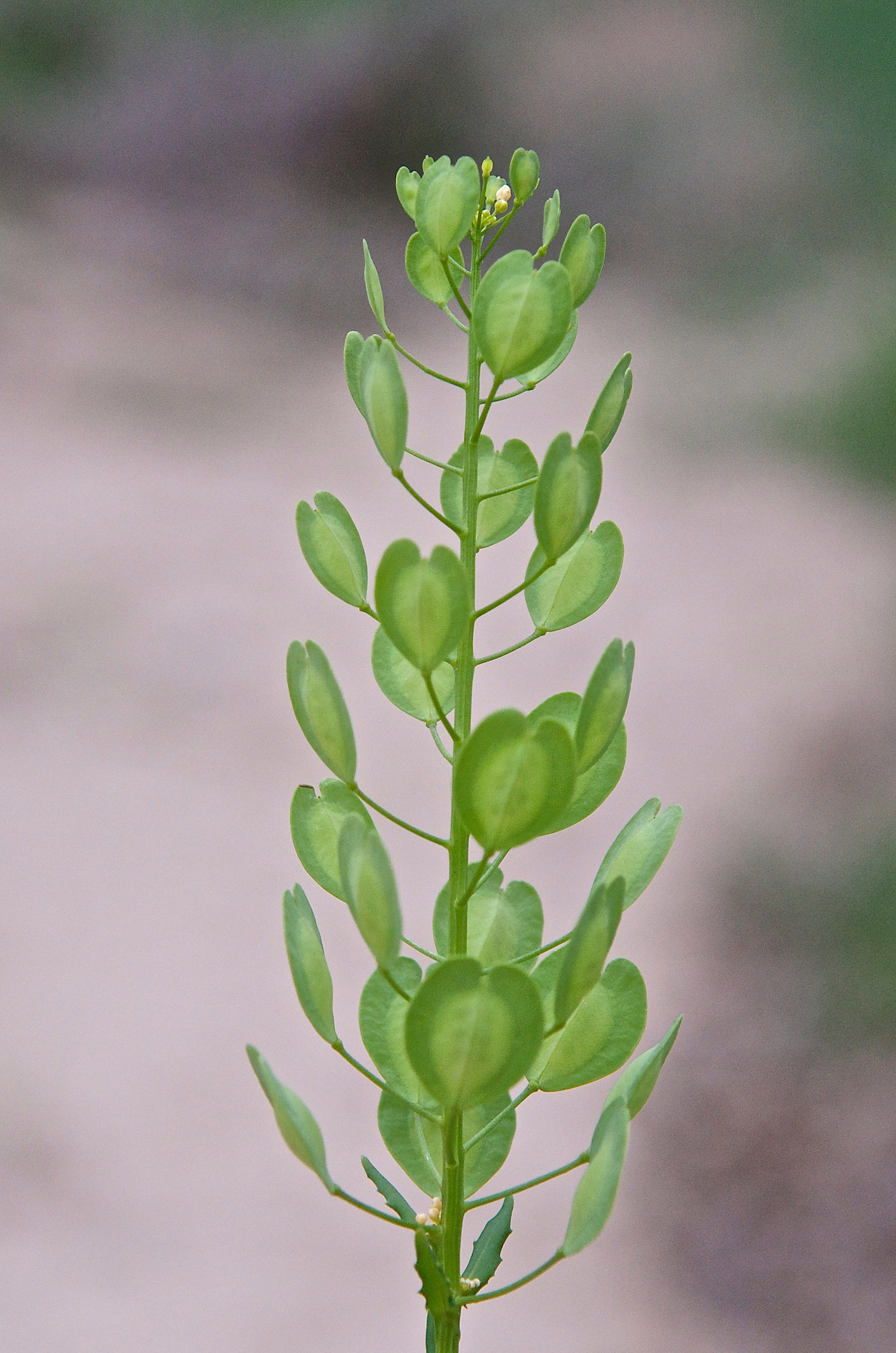 Field Pennycress (Thlaspi arvense L. Brassicaceae)