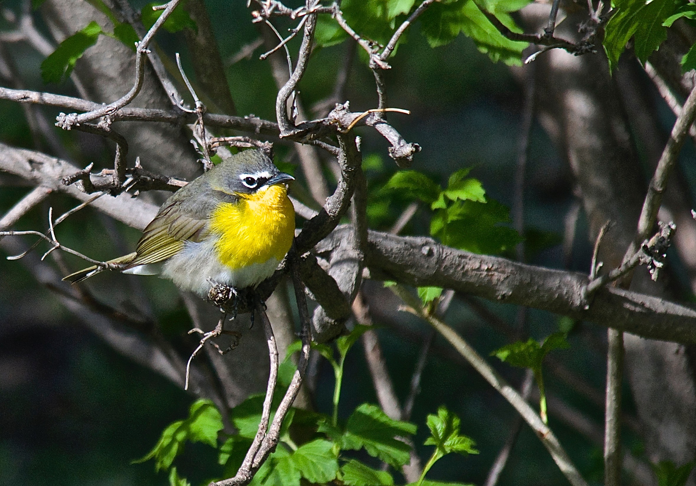 Yellow-Bellied Chat