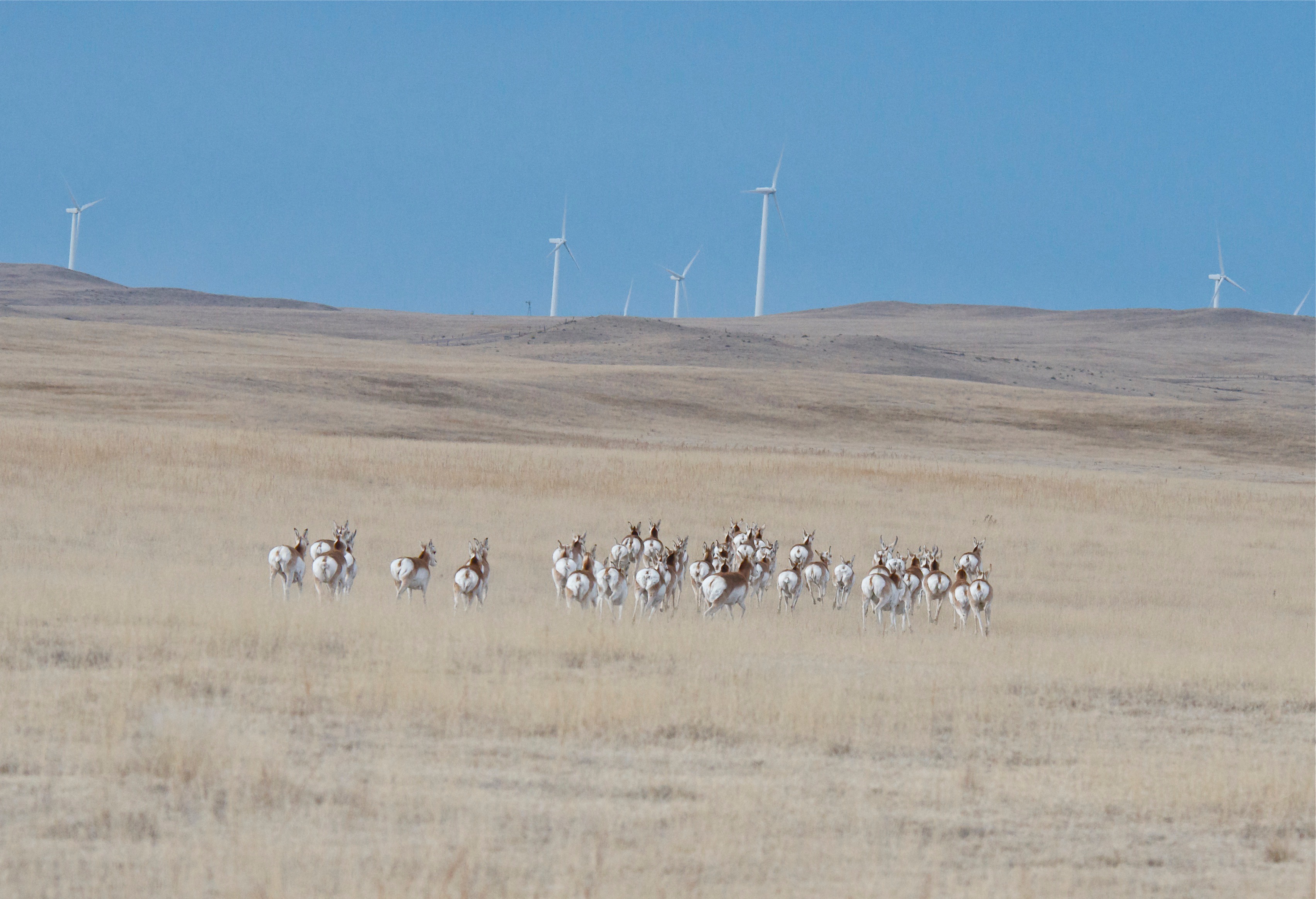 Pronghorns