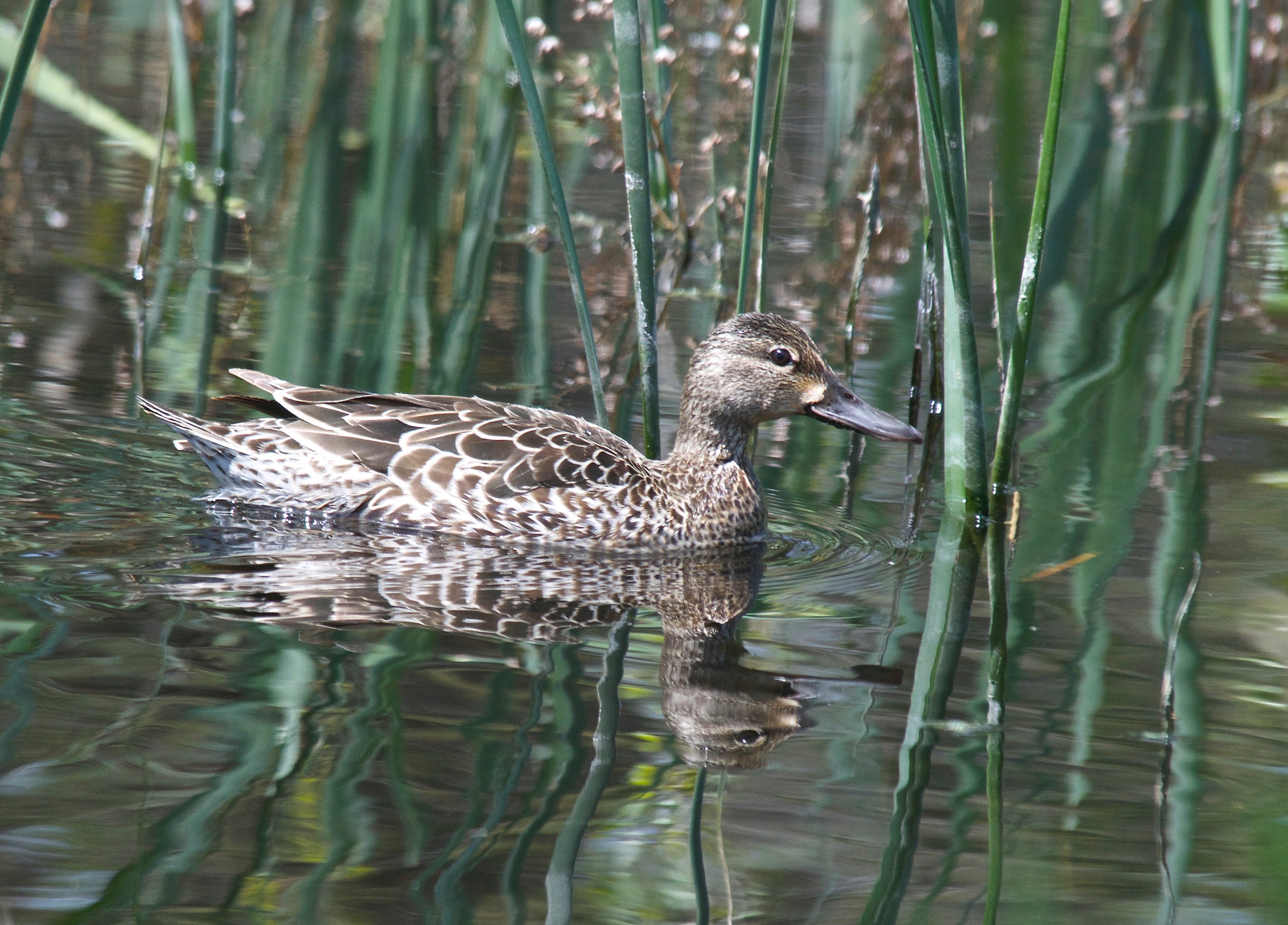 Blue-Winged Teal ♀