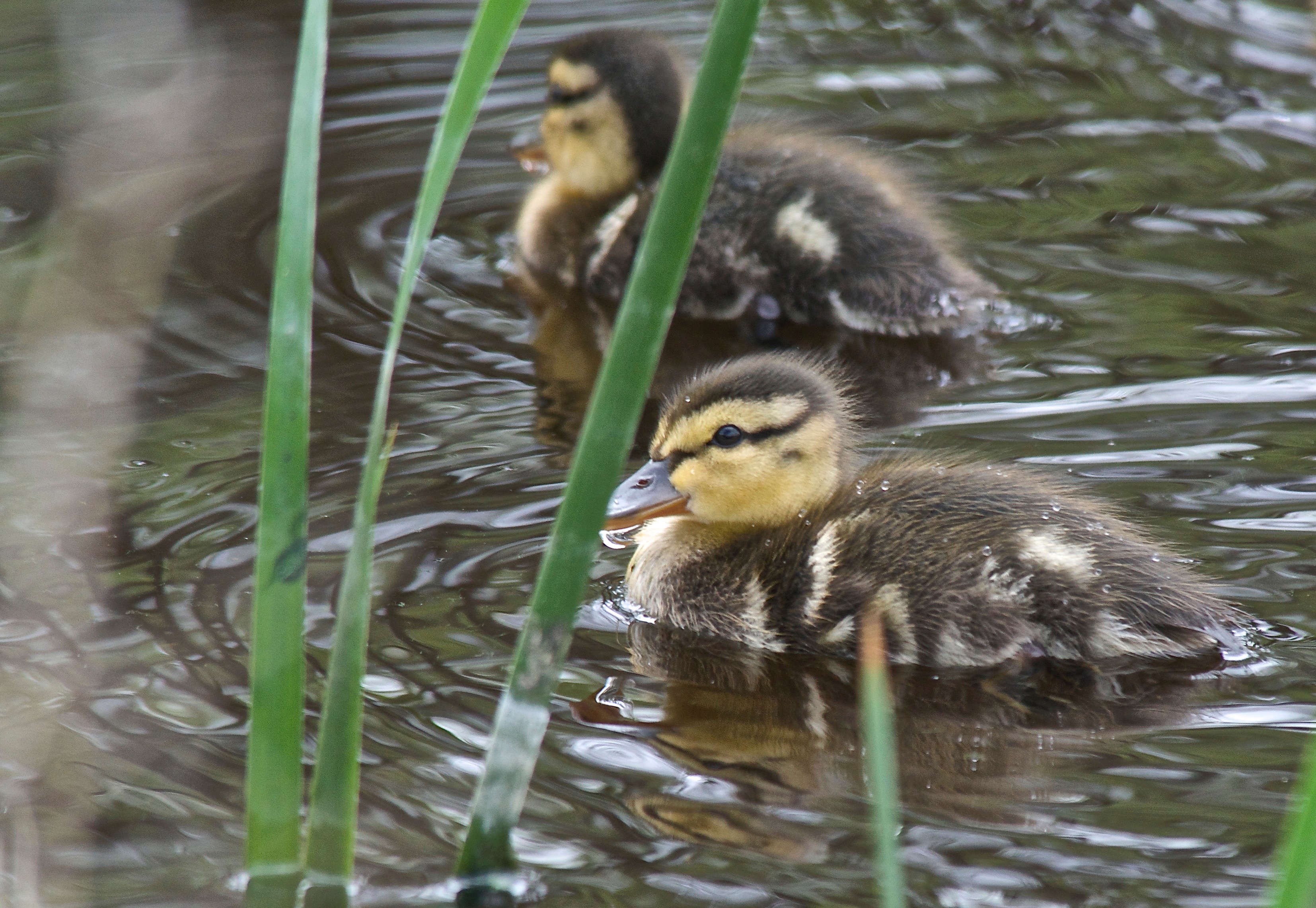 Mallards