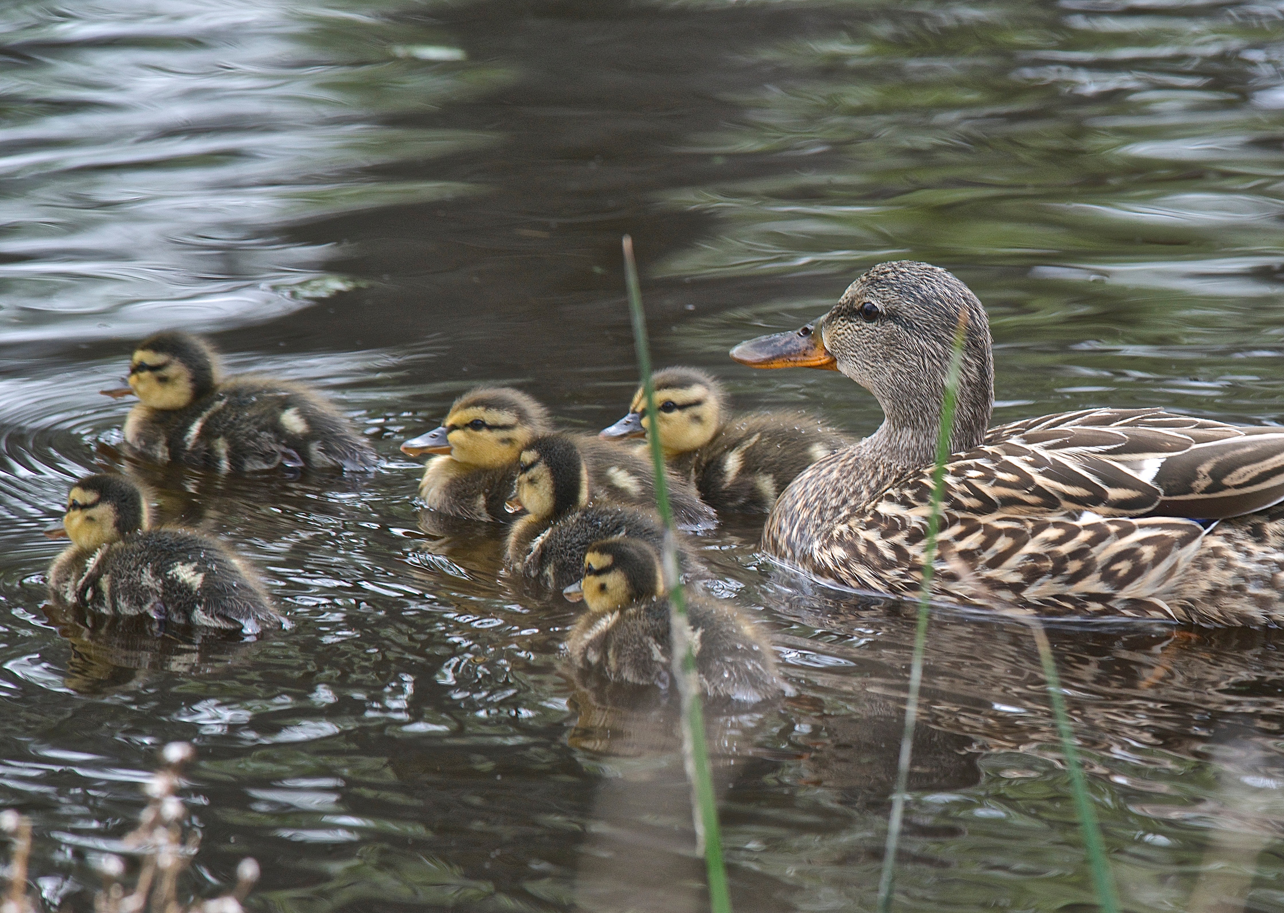 Mallards