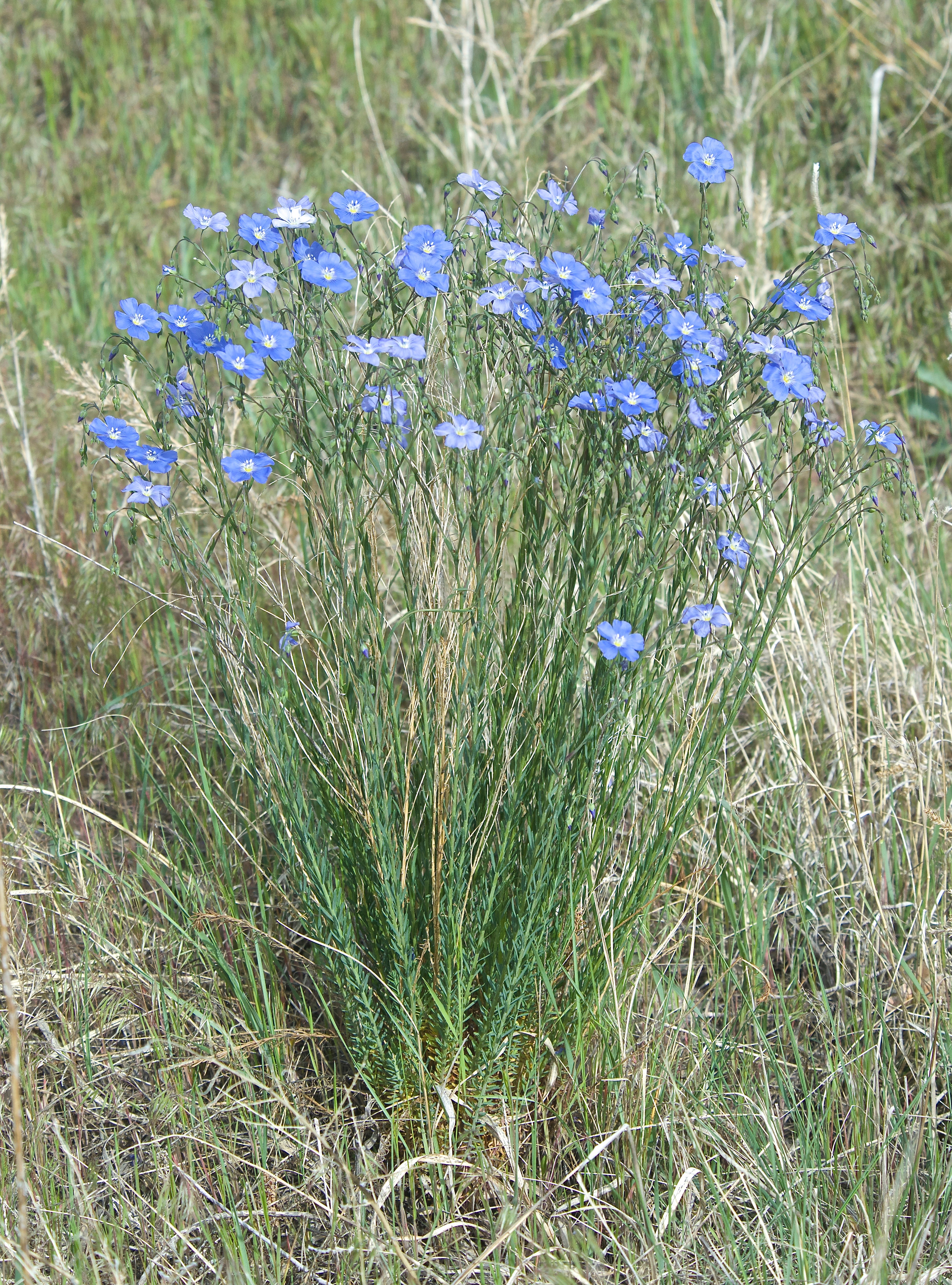Wild Blue Flax (Adenolinum lewisii)