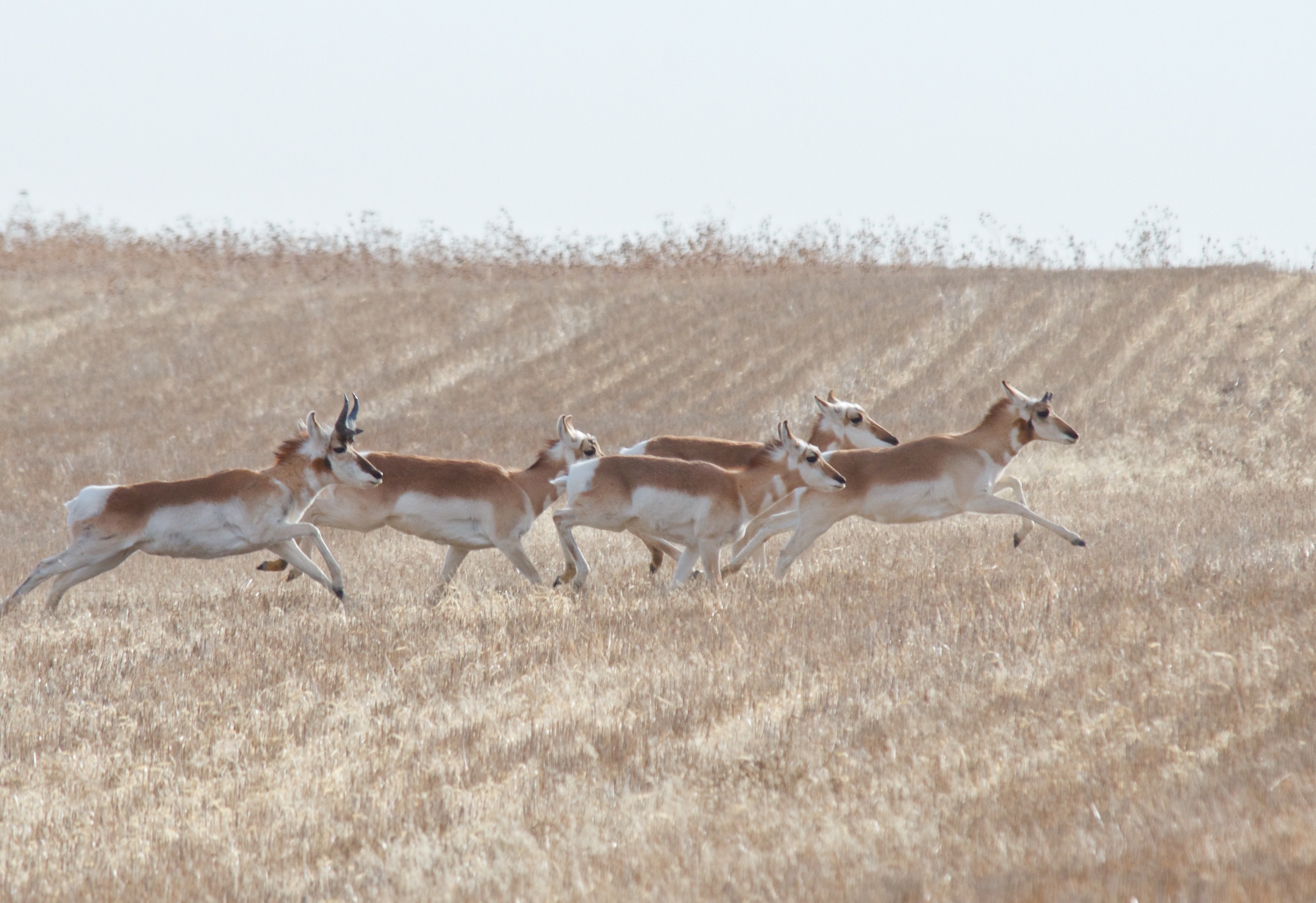 Pronghorns