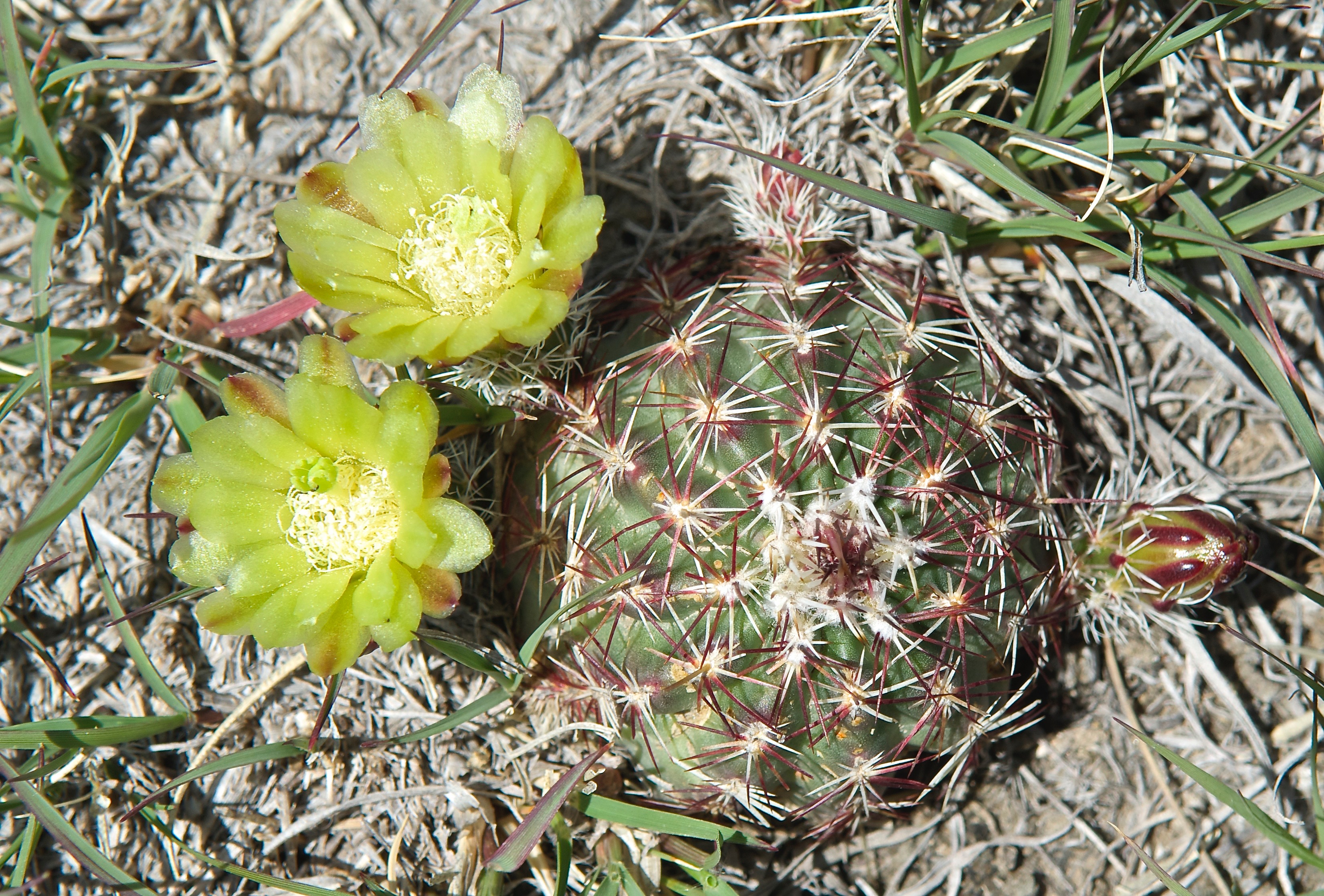 Hen-and-Chickens Cactus (Echinocereus viridiflorus)