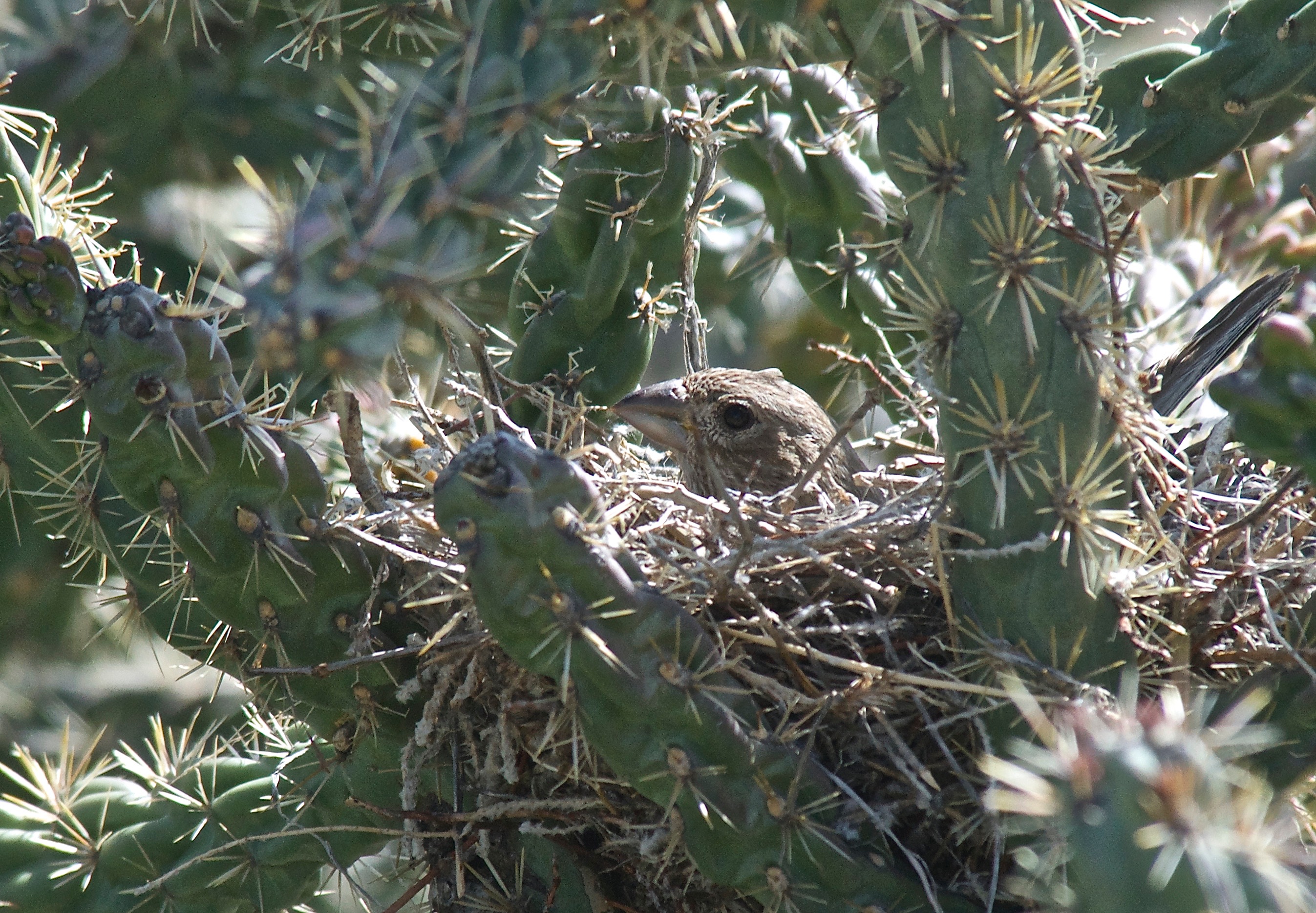 House Finch on Nest
