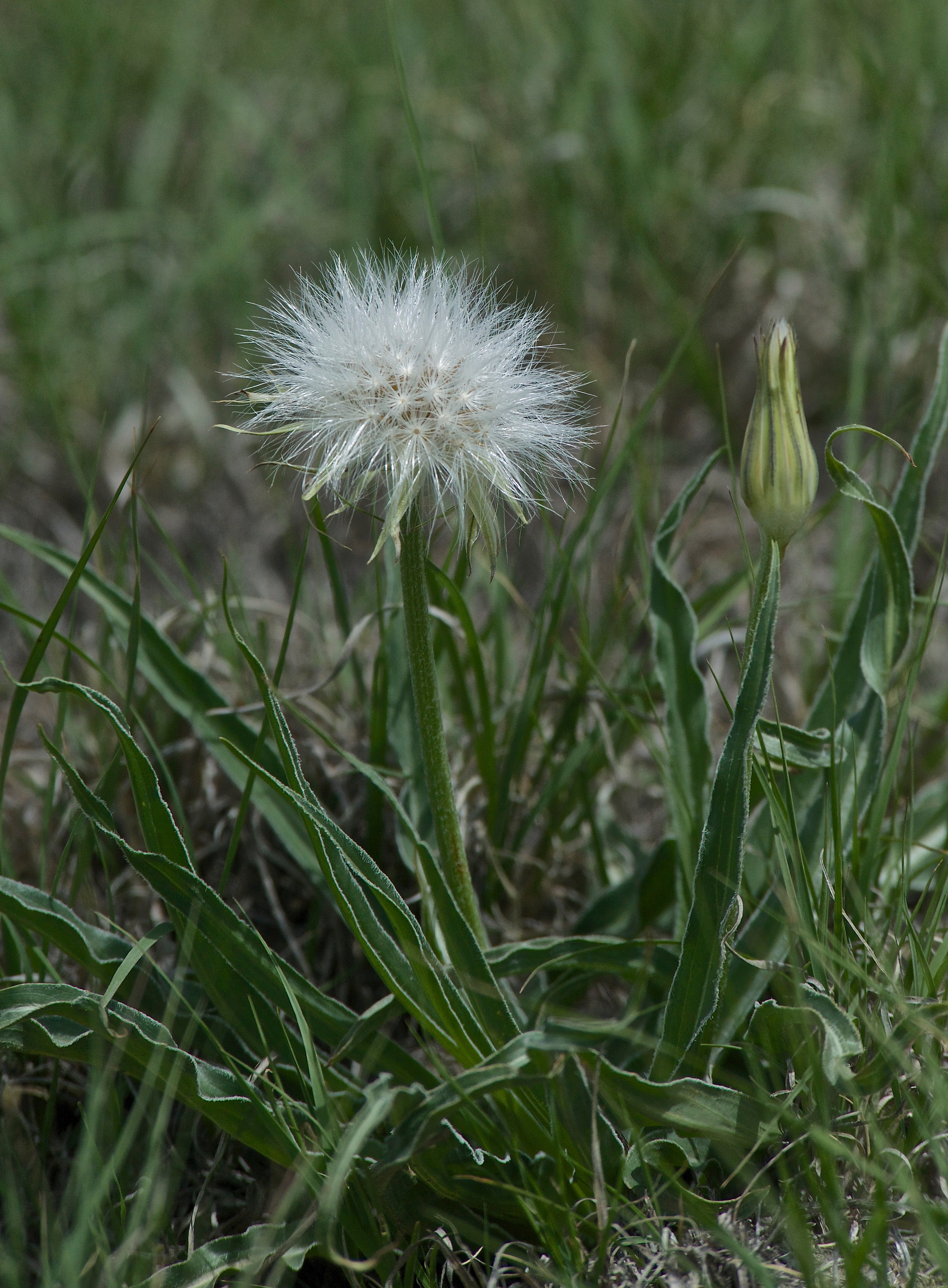 Wavyleaf Dandelion (Nothocalais cuspidata-Asteraceae)