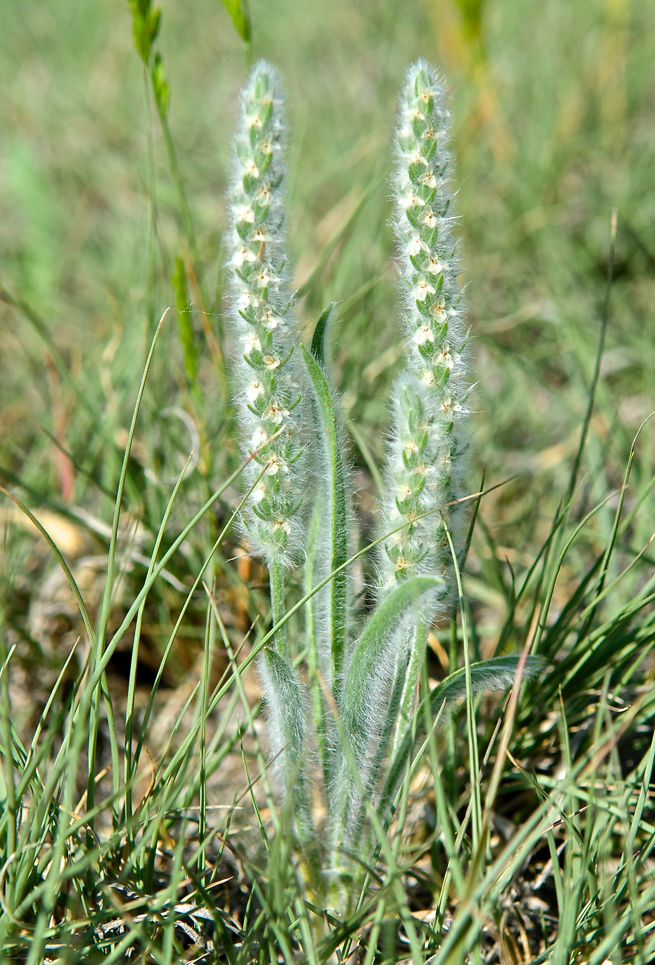 Woolly Plantain (Plantago patagonica)