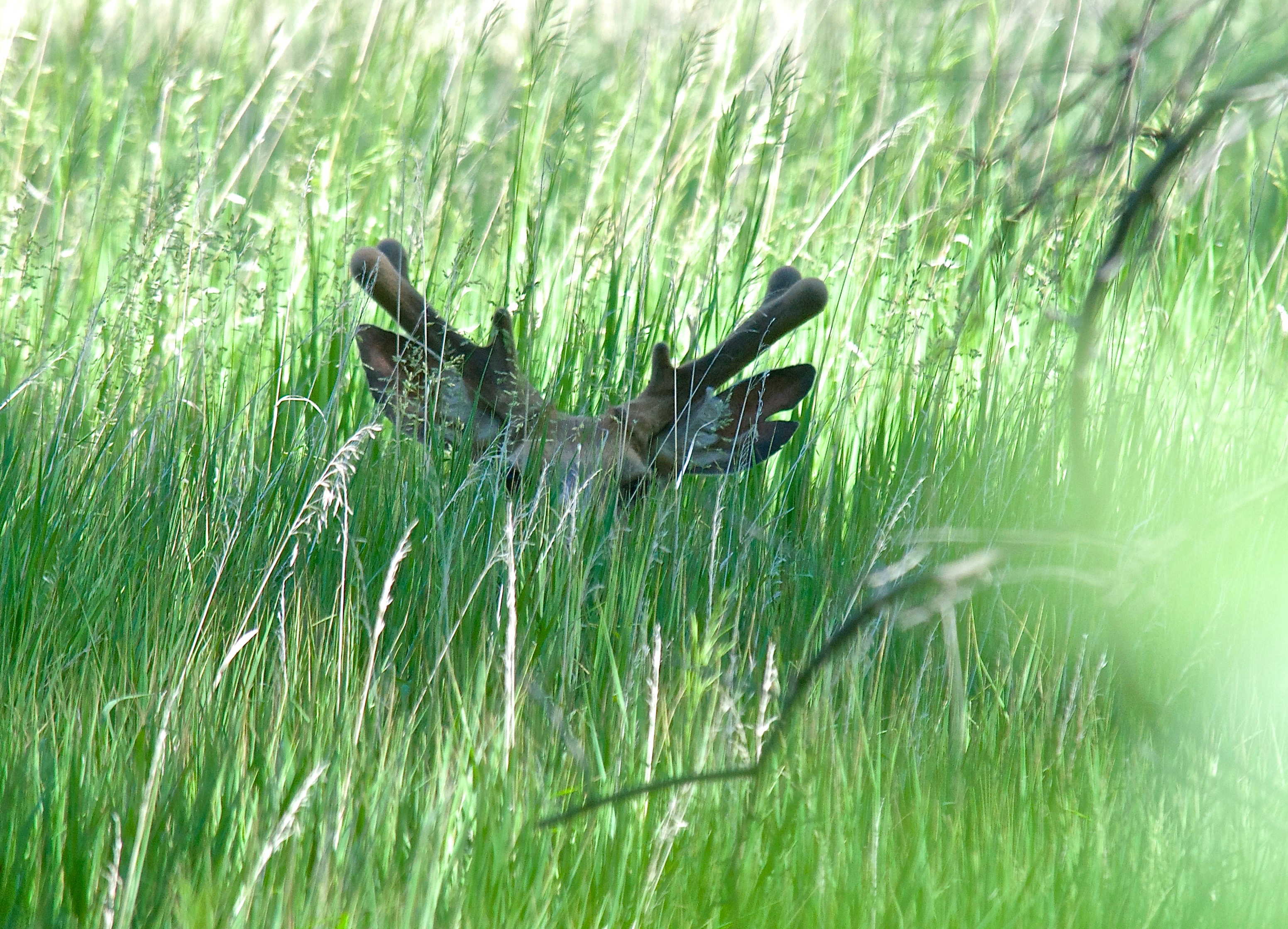 Split Ear (Mule Deer)