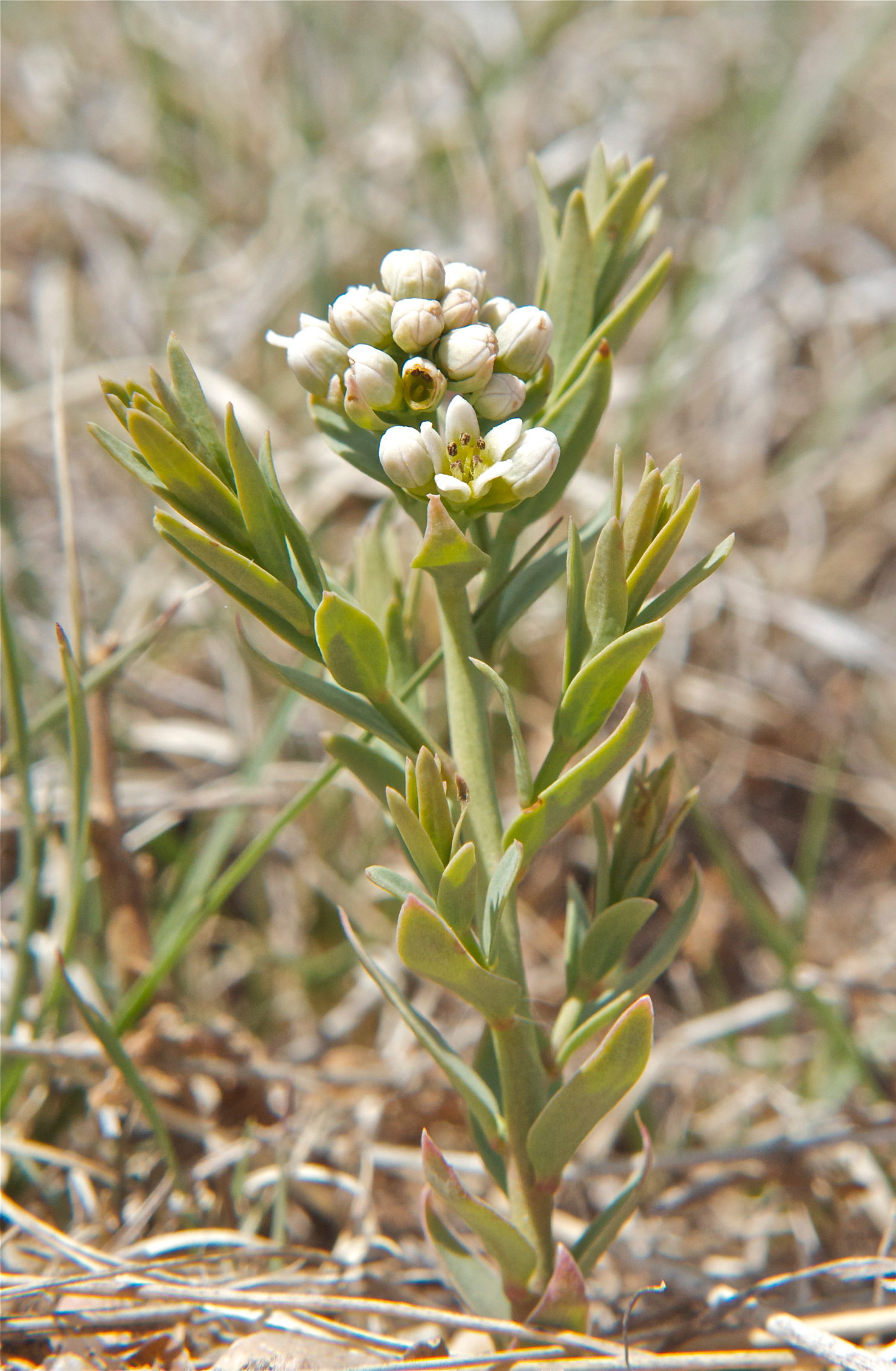 Bastard Toadflax umbellata) Plants and Animals of Northeast