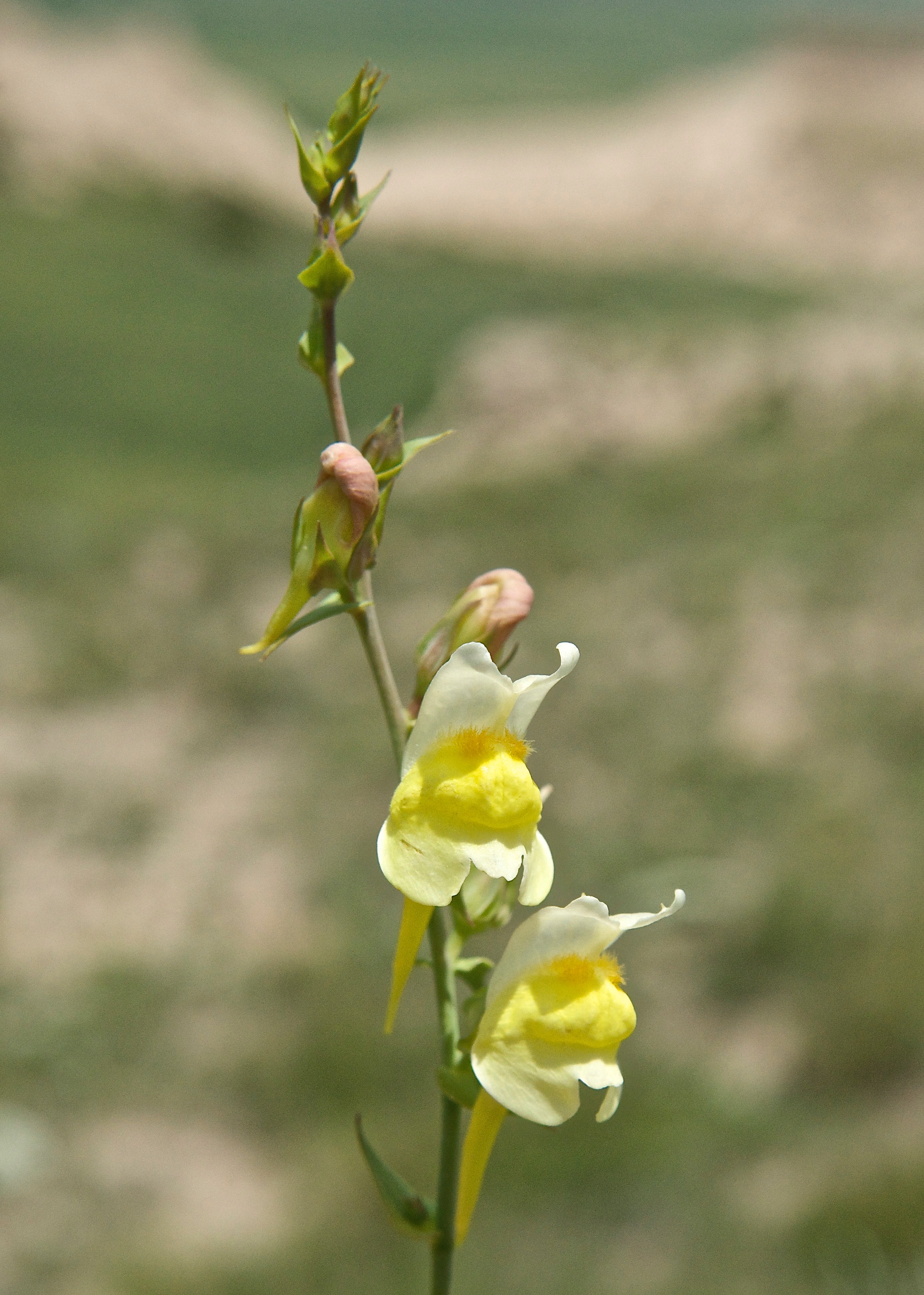 Yellow Toadflax (Linaria vulgaris)