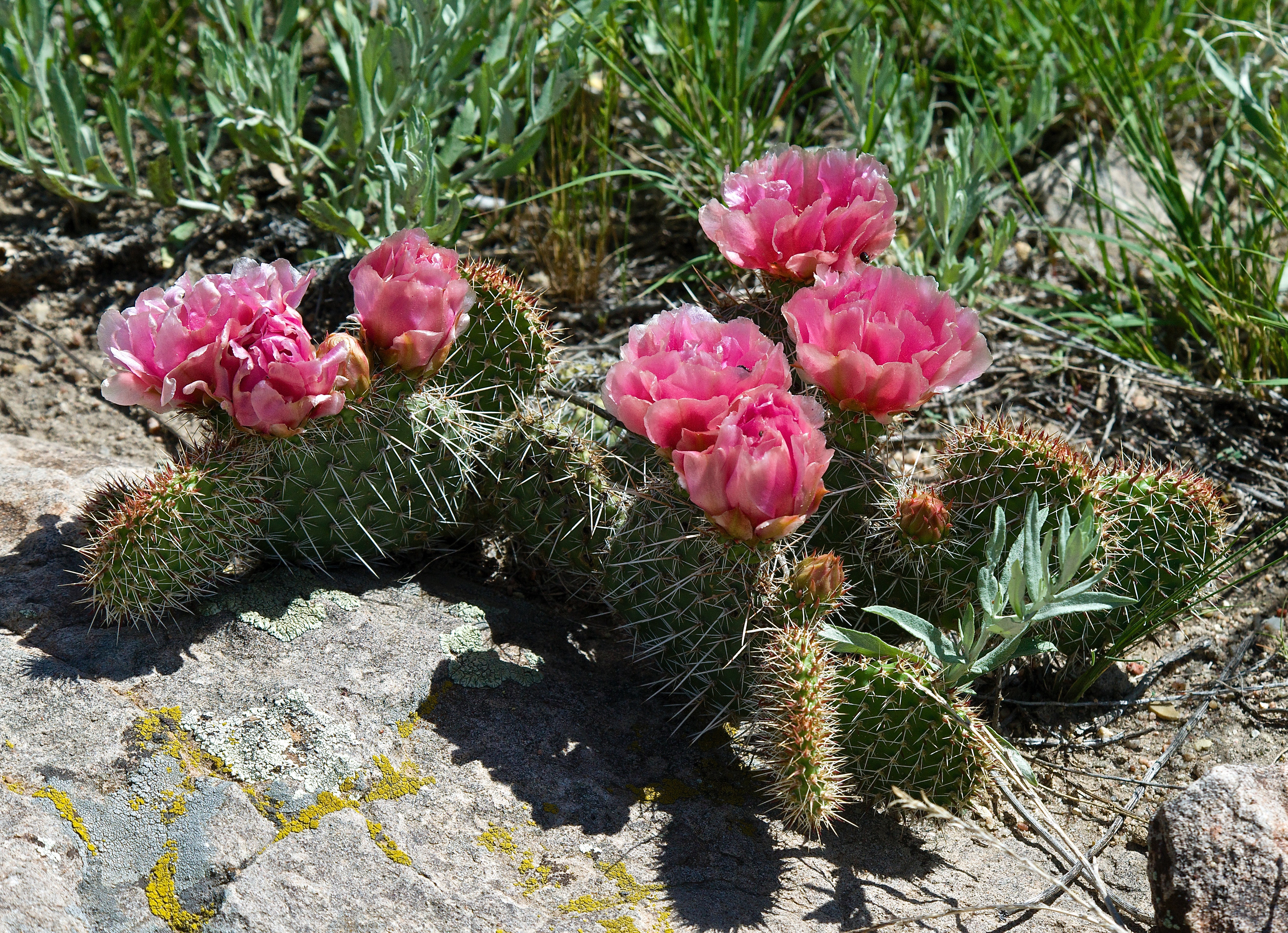 Opuntia polyacantha (Pricklypear Cactus)