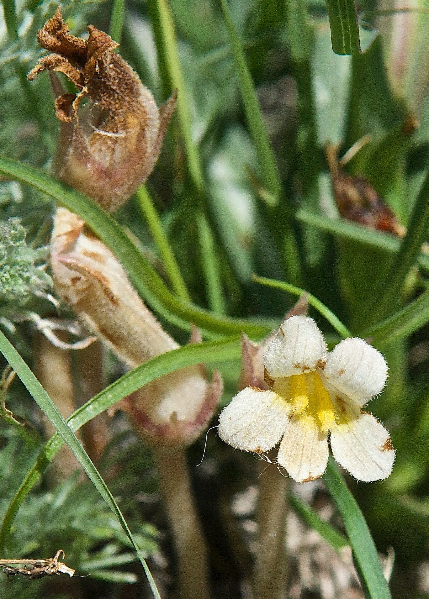 Clustered Broomrape  (Orobanche fasciculata)