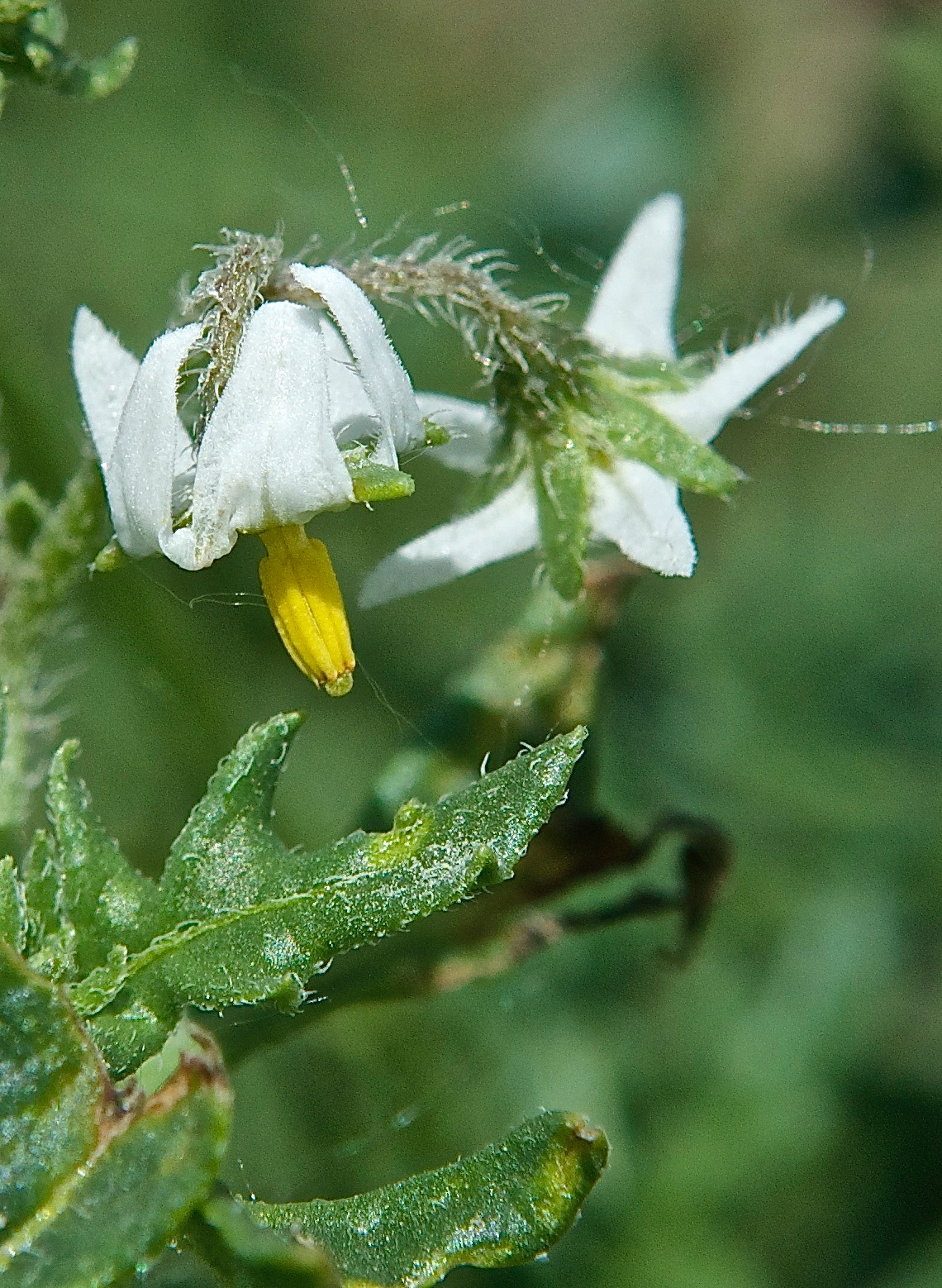Cutleaf Nightshade (Solanum triflorum)