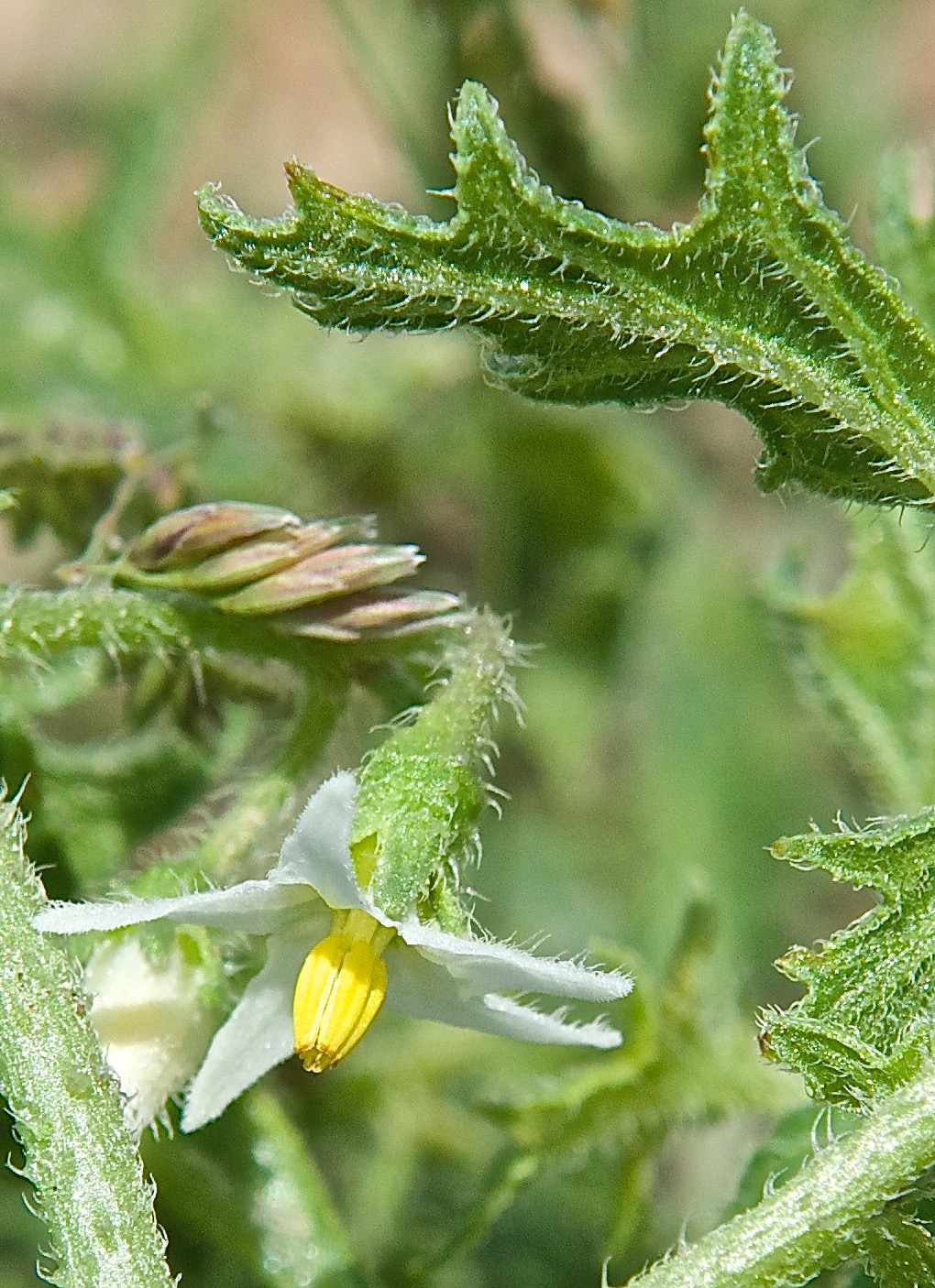 Cutleaf Nightshade (Solanum triflorum)