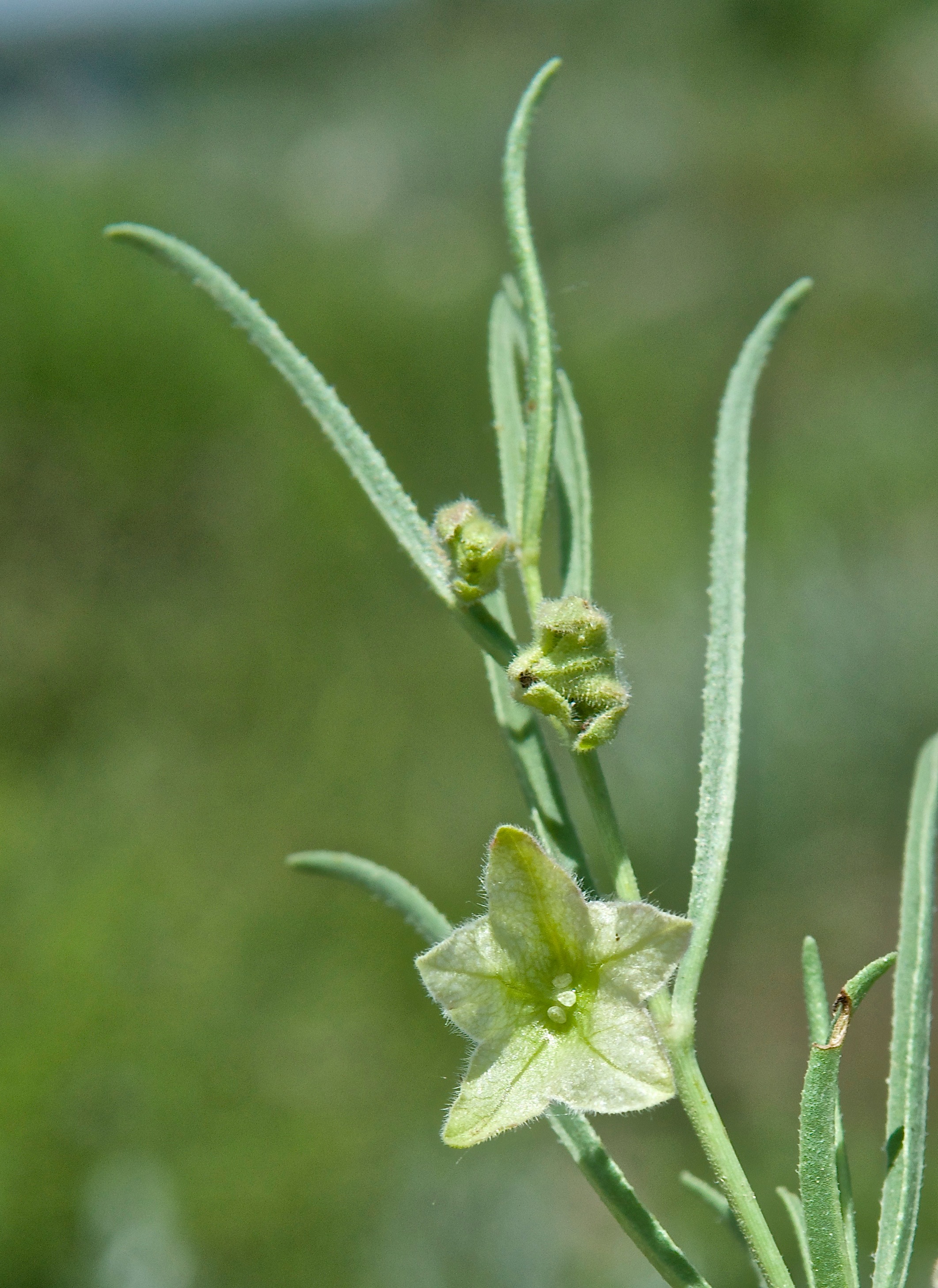 Wing-Fruited Sand Verbena (Tripterocalyx micranthus)