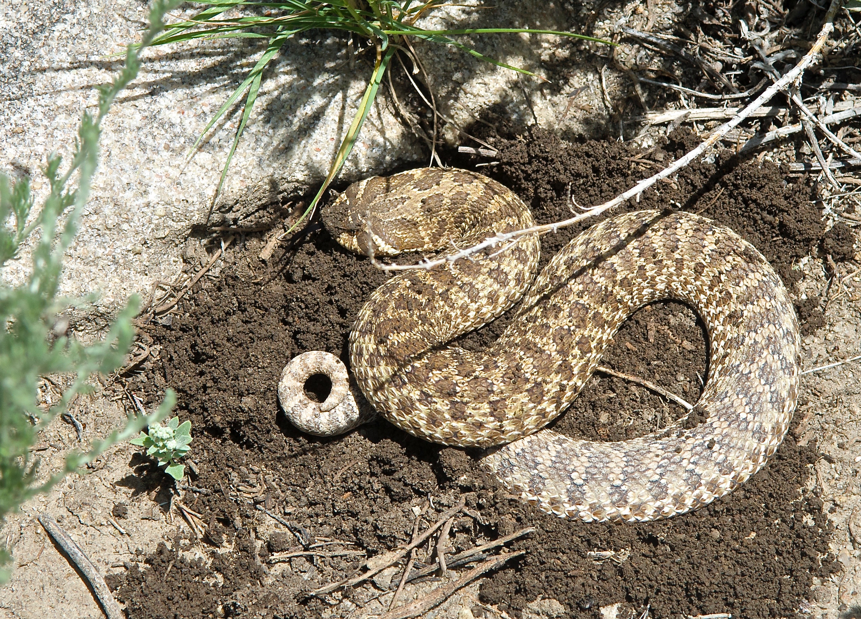 Hognose Snake digging Hole