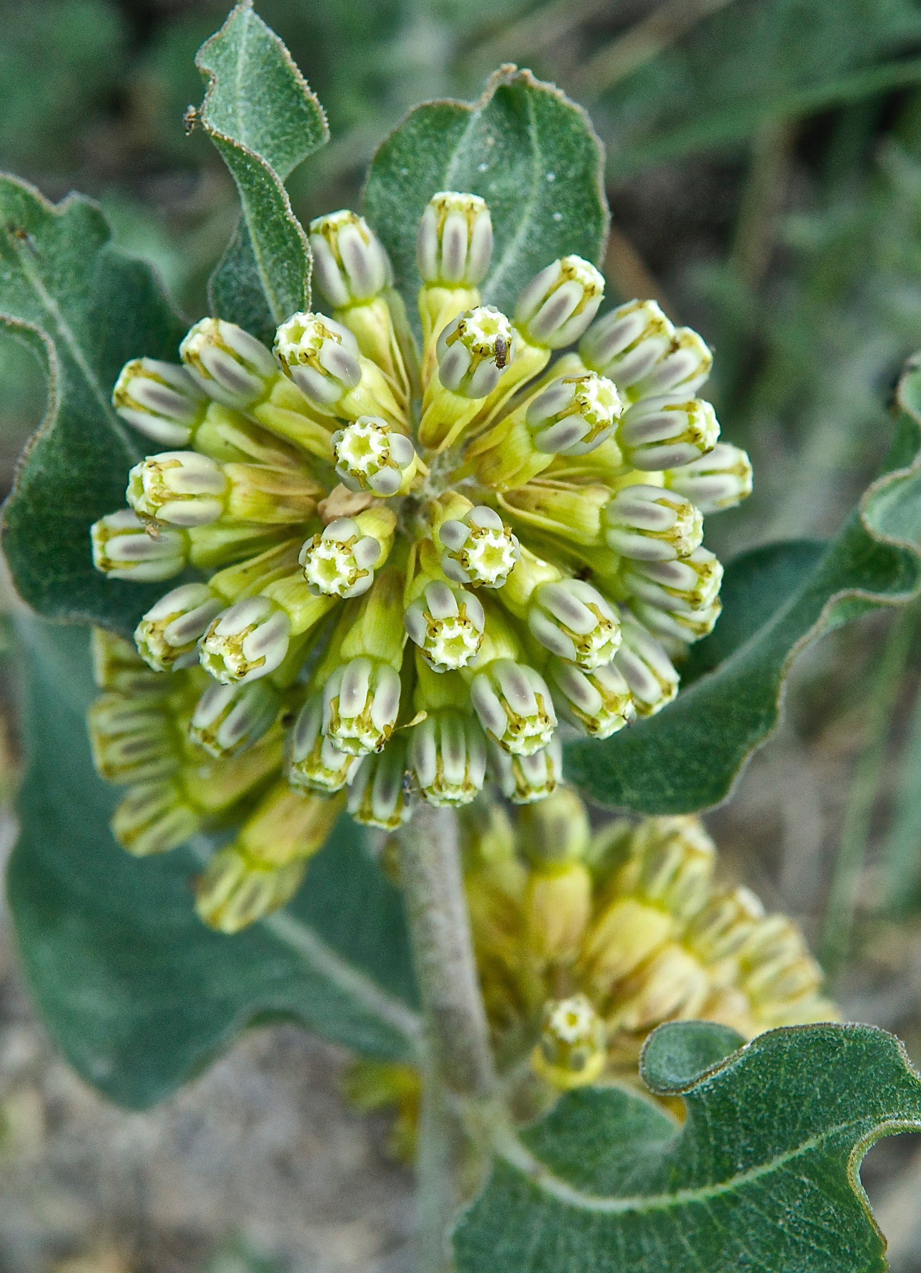 Green Milkweed (Asclepias viridiflora)