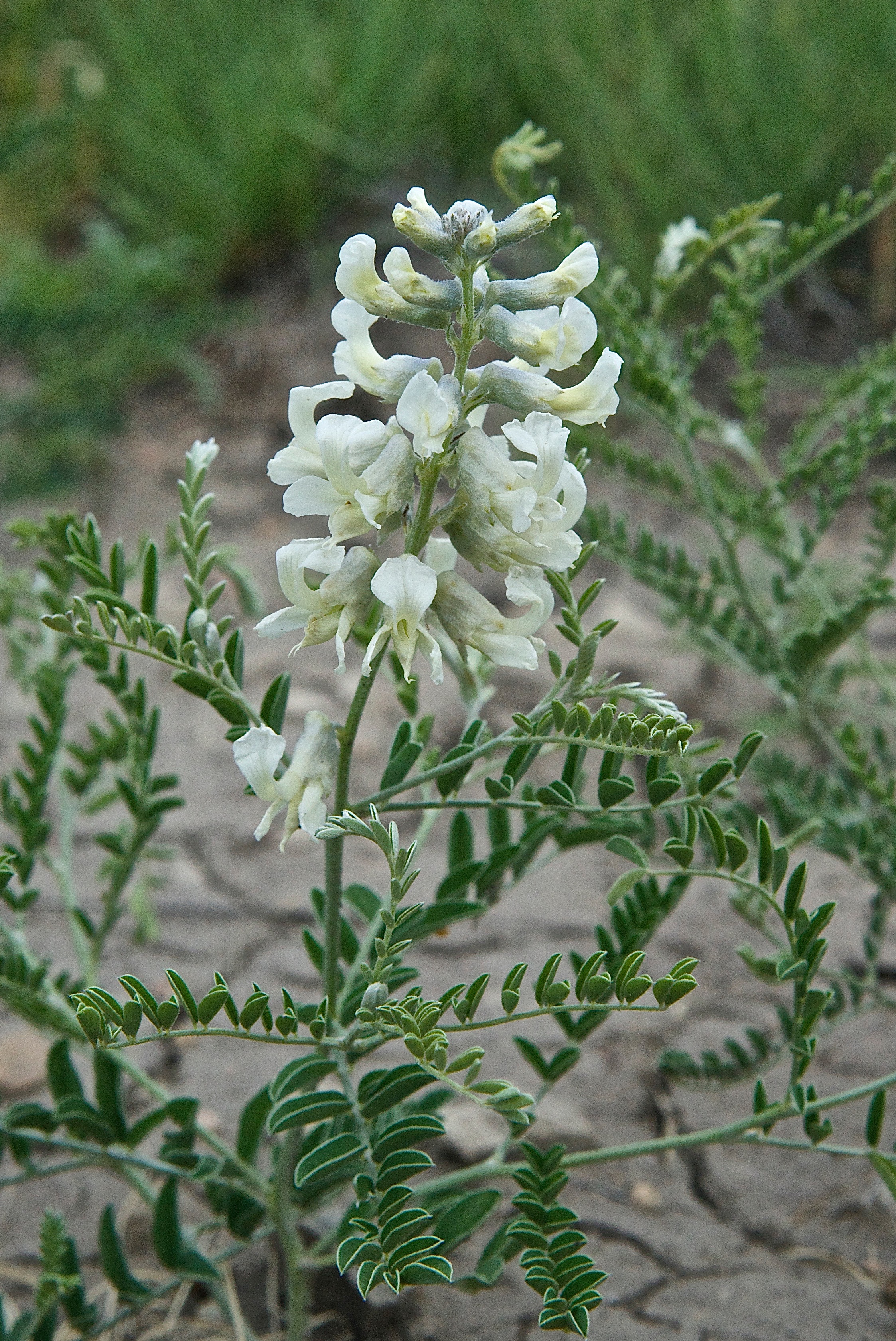 Silky Sophora or White Loco (Sophora nuttalliana)