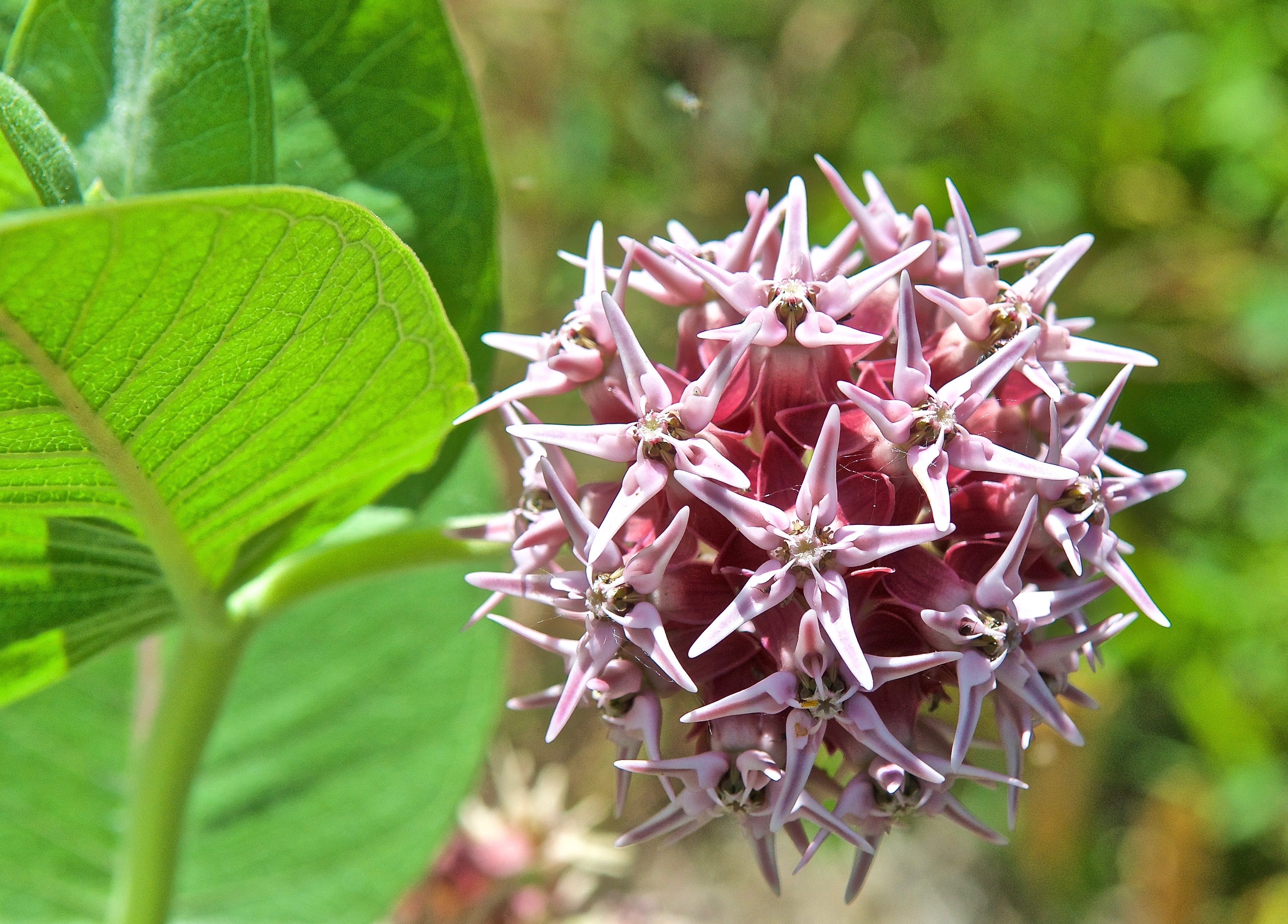 Showy Milkweed (Asclepias speciosa)