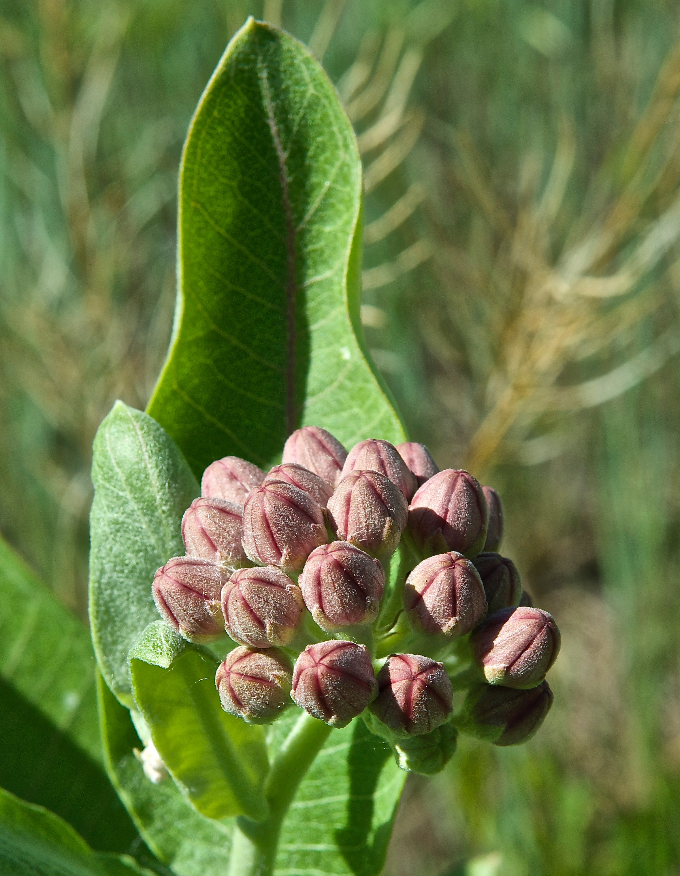 Showy Milkweed (Asclepias speciosa)