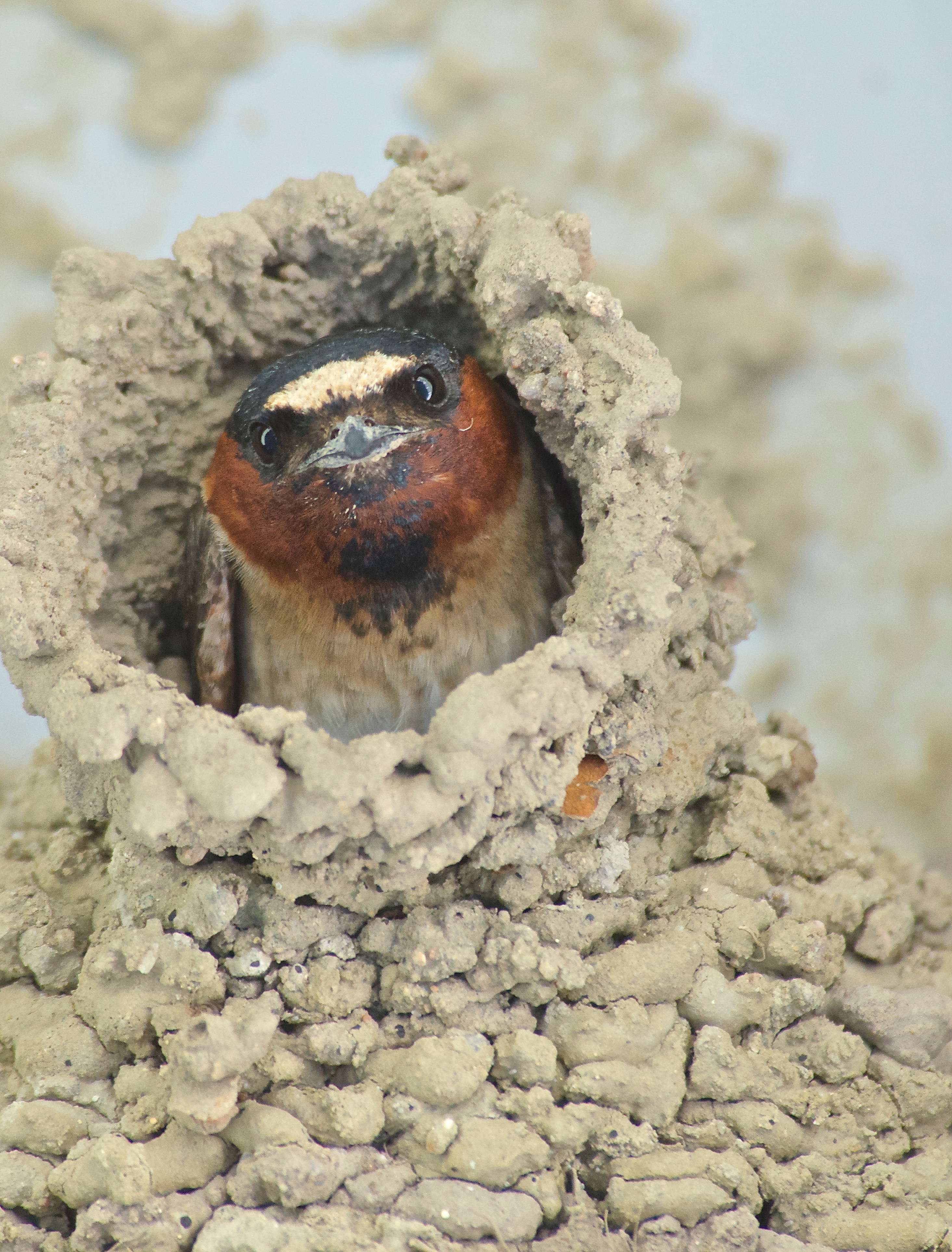 Cliff Swallow