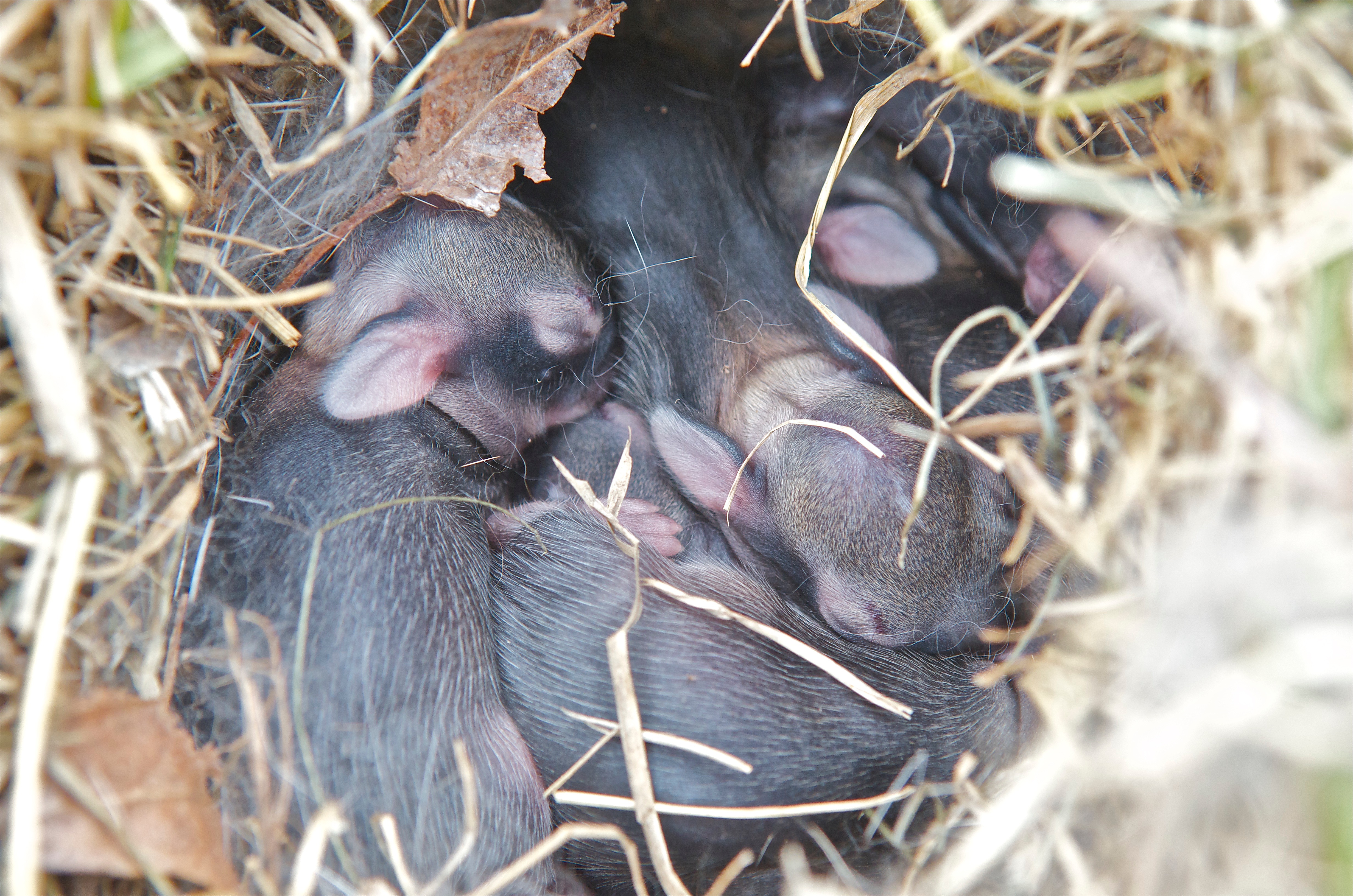 Baby Cottontails