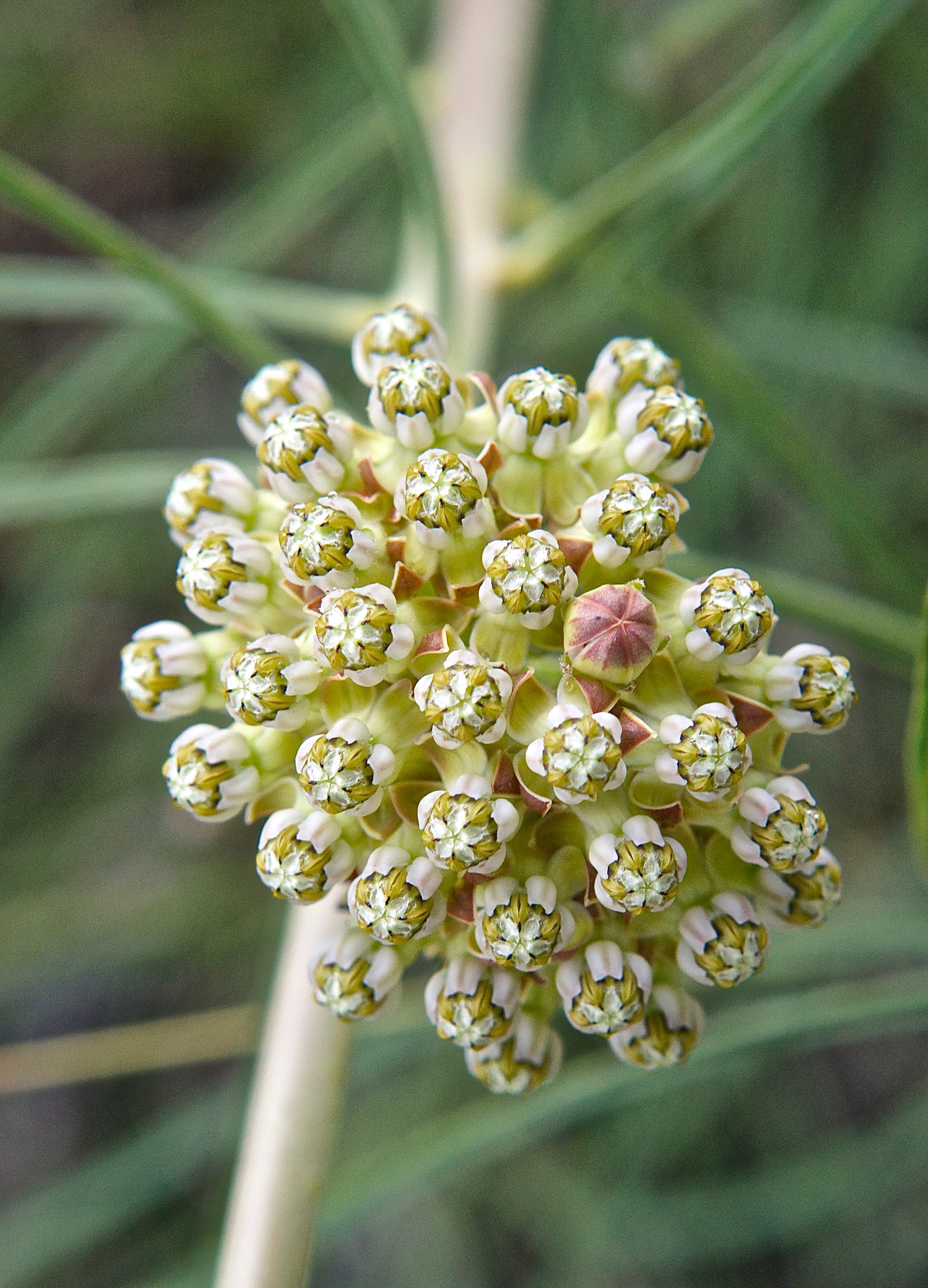 Engleman's Milkweed (Asclepias engelmanniana)