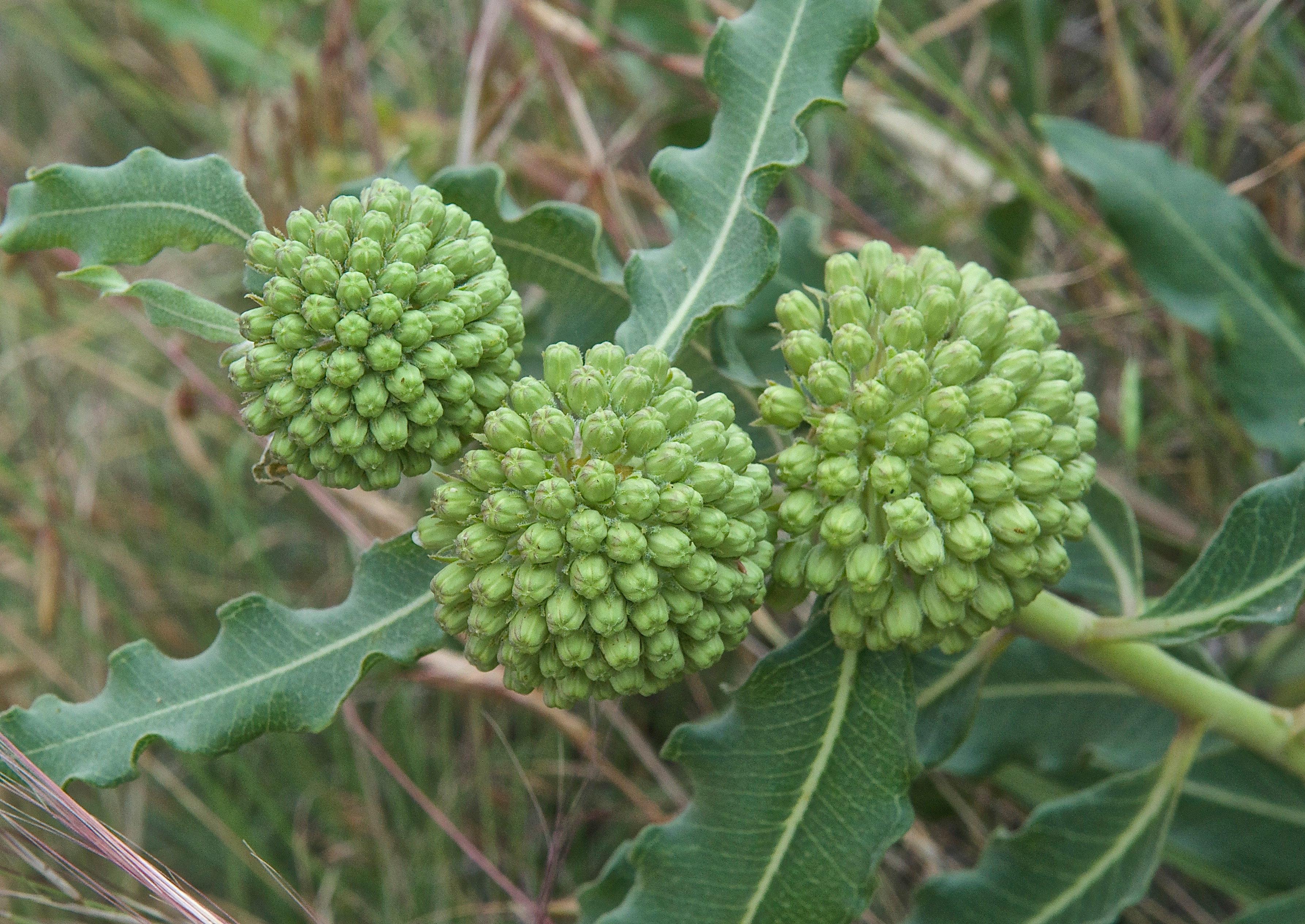 Green Milkweed (Asclepias viridiflora)