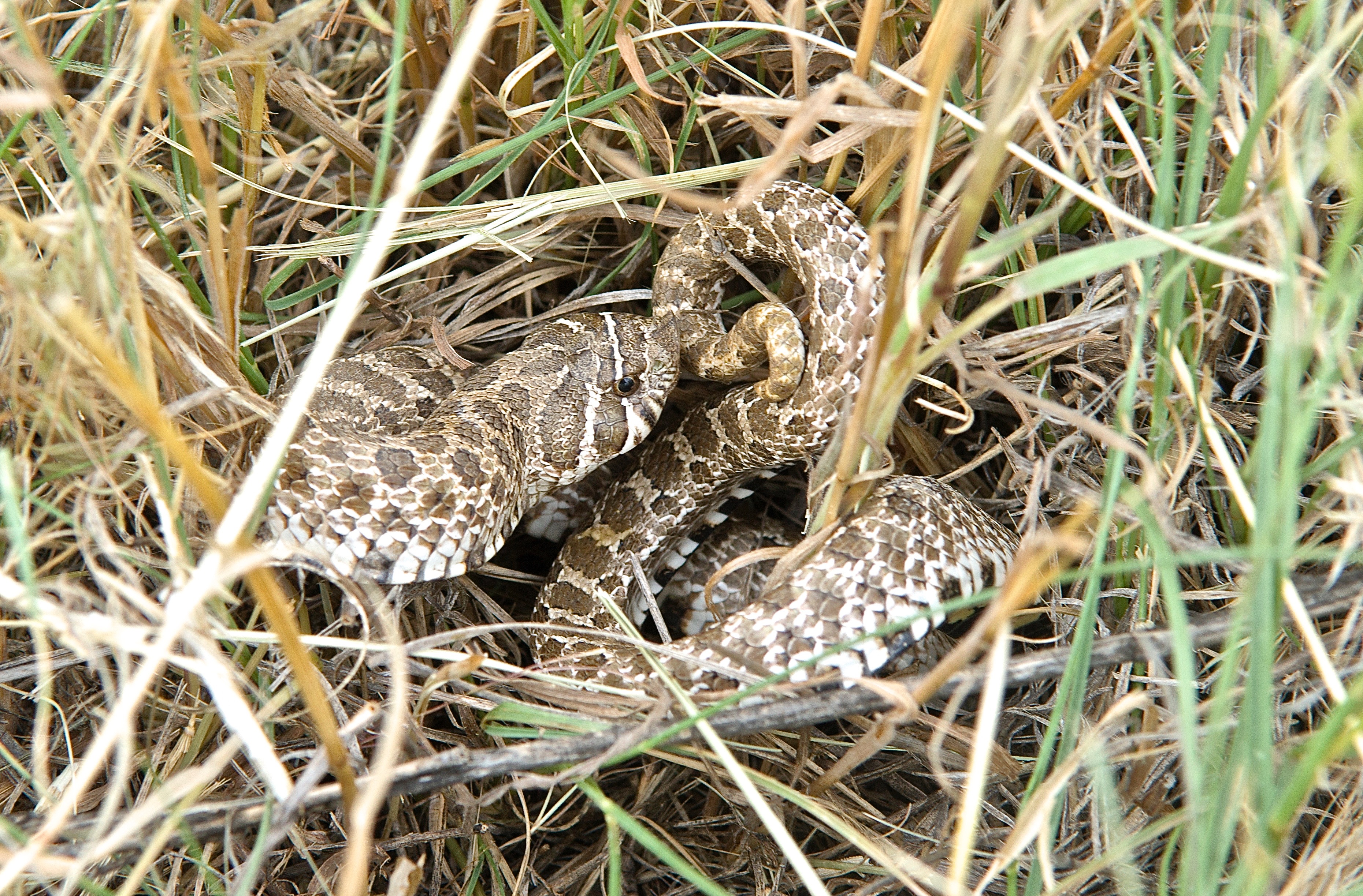 Hog-Nosed Snake