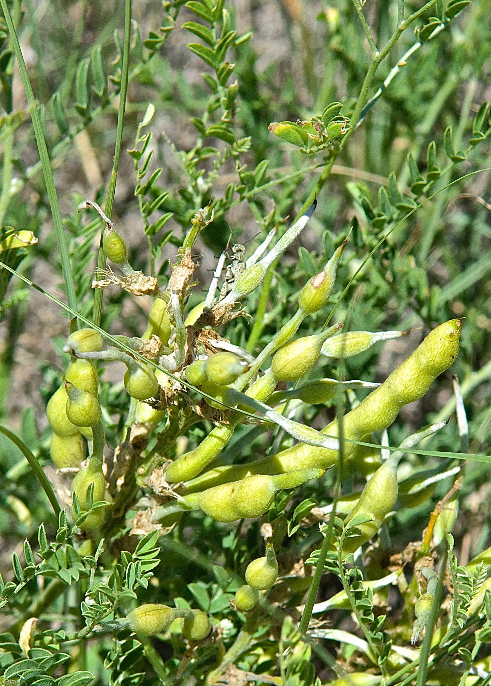 Sophora nuttalliana or Vexibia nuttalliana (also called White Loco) (Silky Sophora) Seed Pods