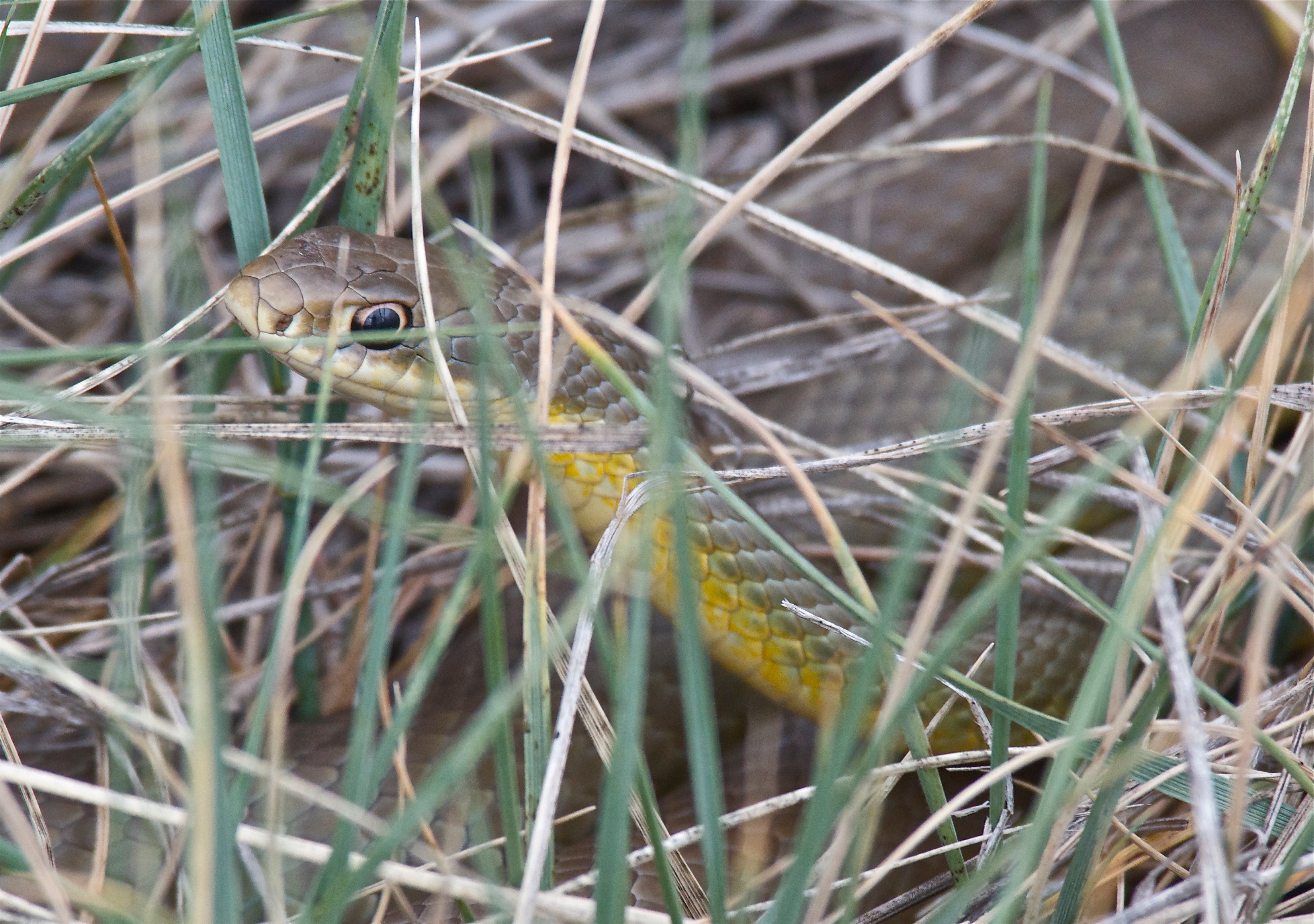 Yellow-Bellied Racer