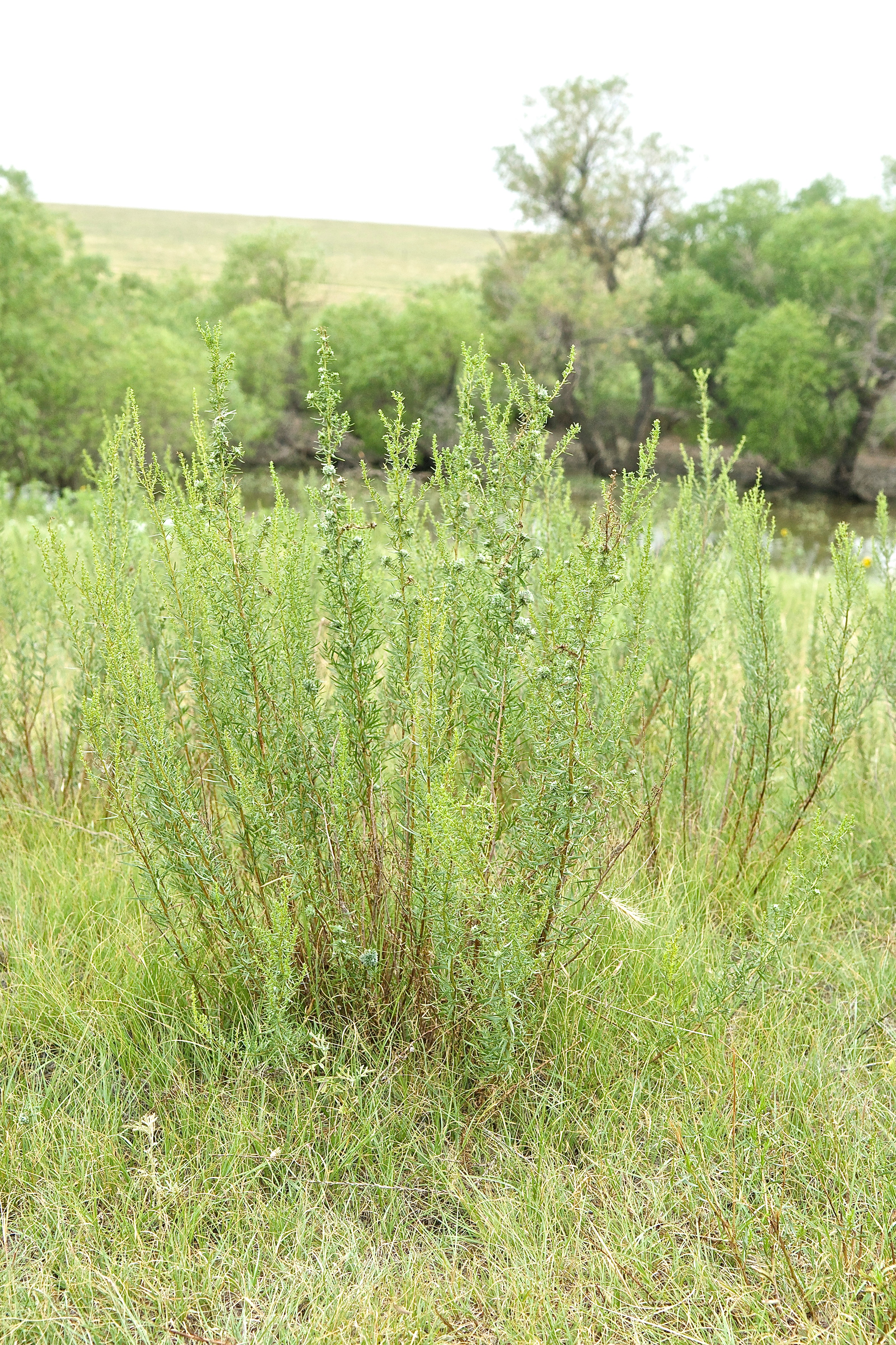 Common Sagewort (Artemisia campestris)