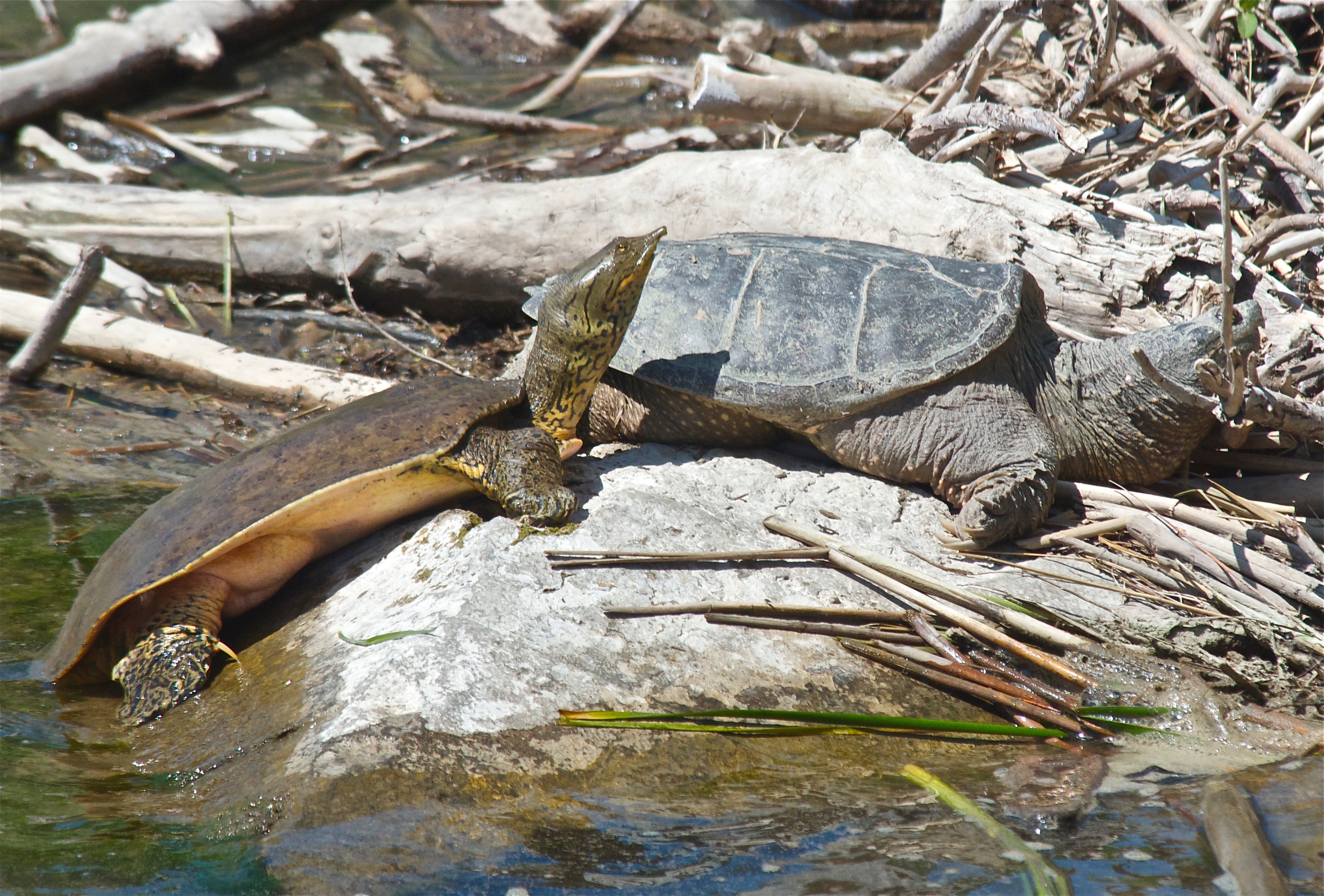 Spiny and Snapping Turtle