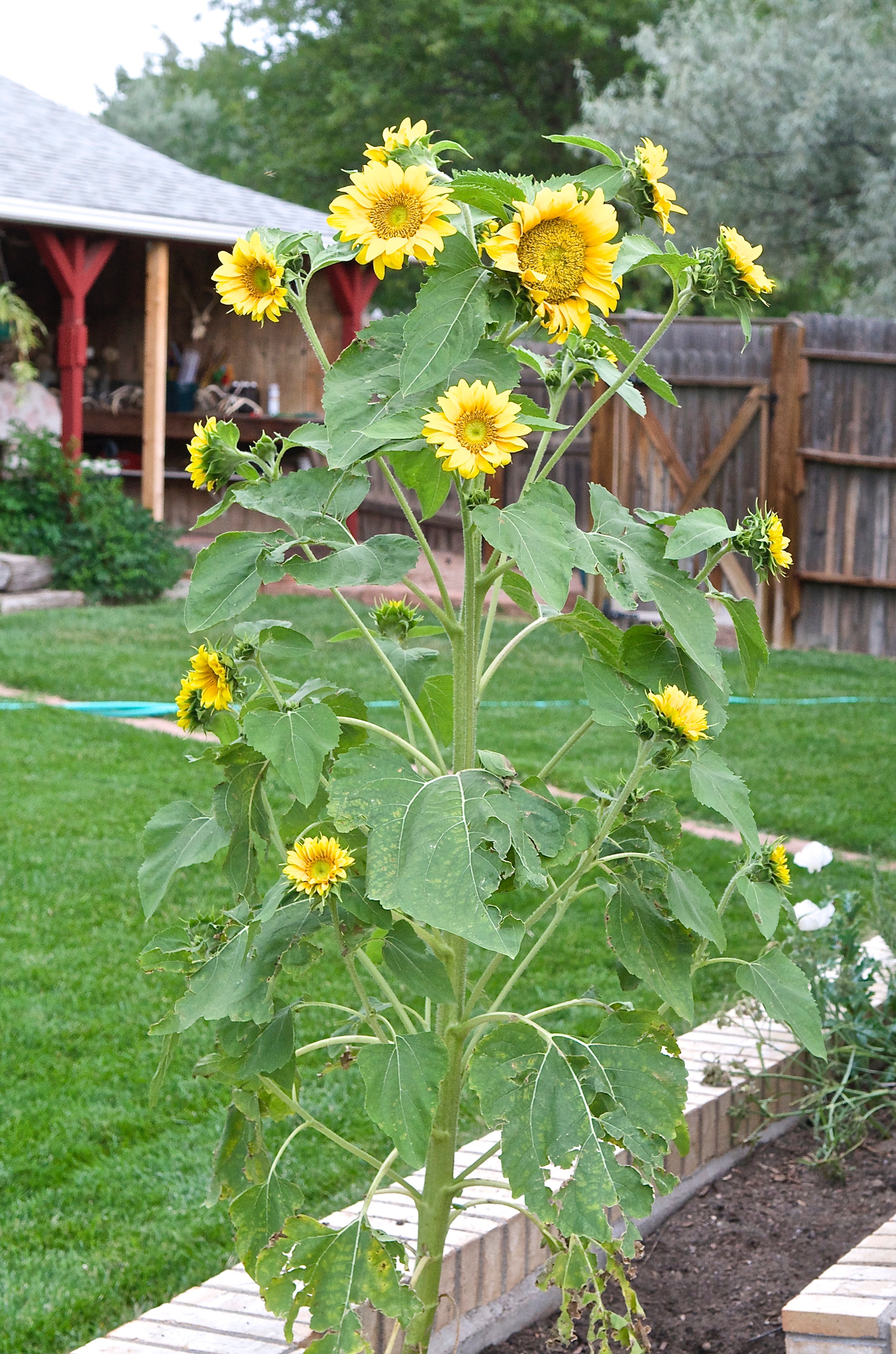 Common Sunflower (Helianthus annuus)